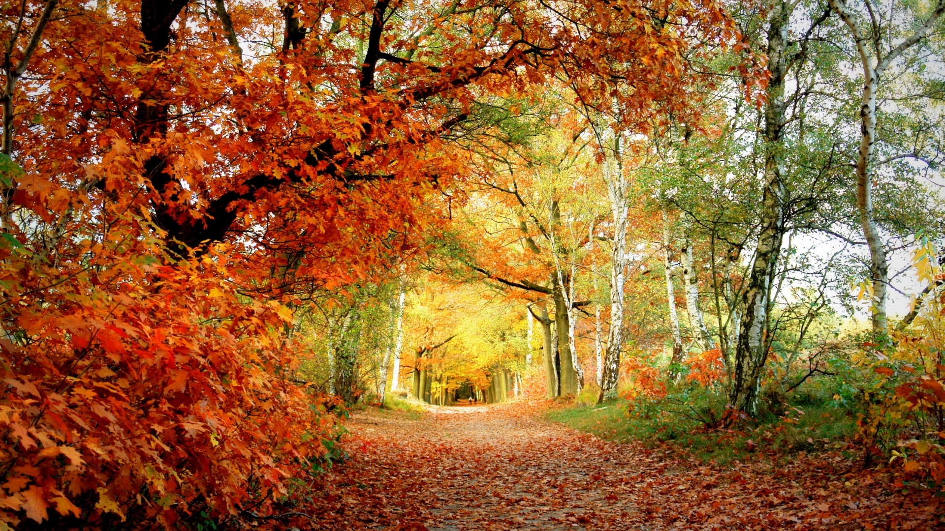 Jesień, Aleja, Drzewa, Kolorowe, Liście