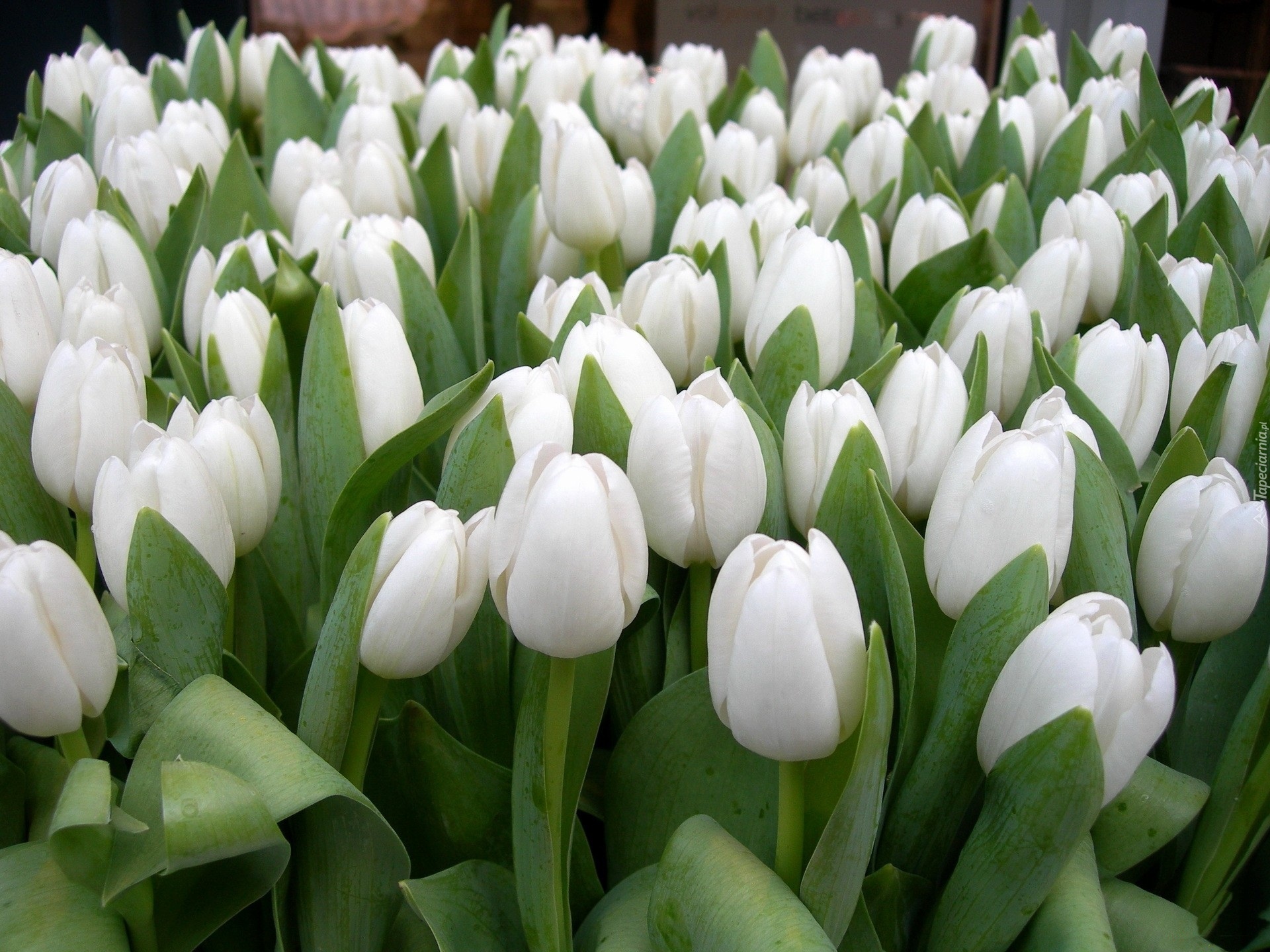 Białe, Tulipany
