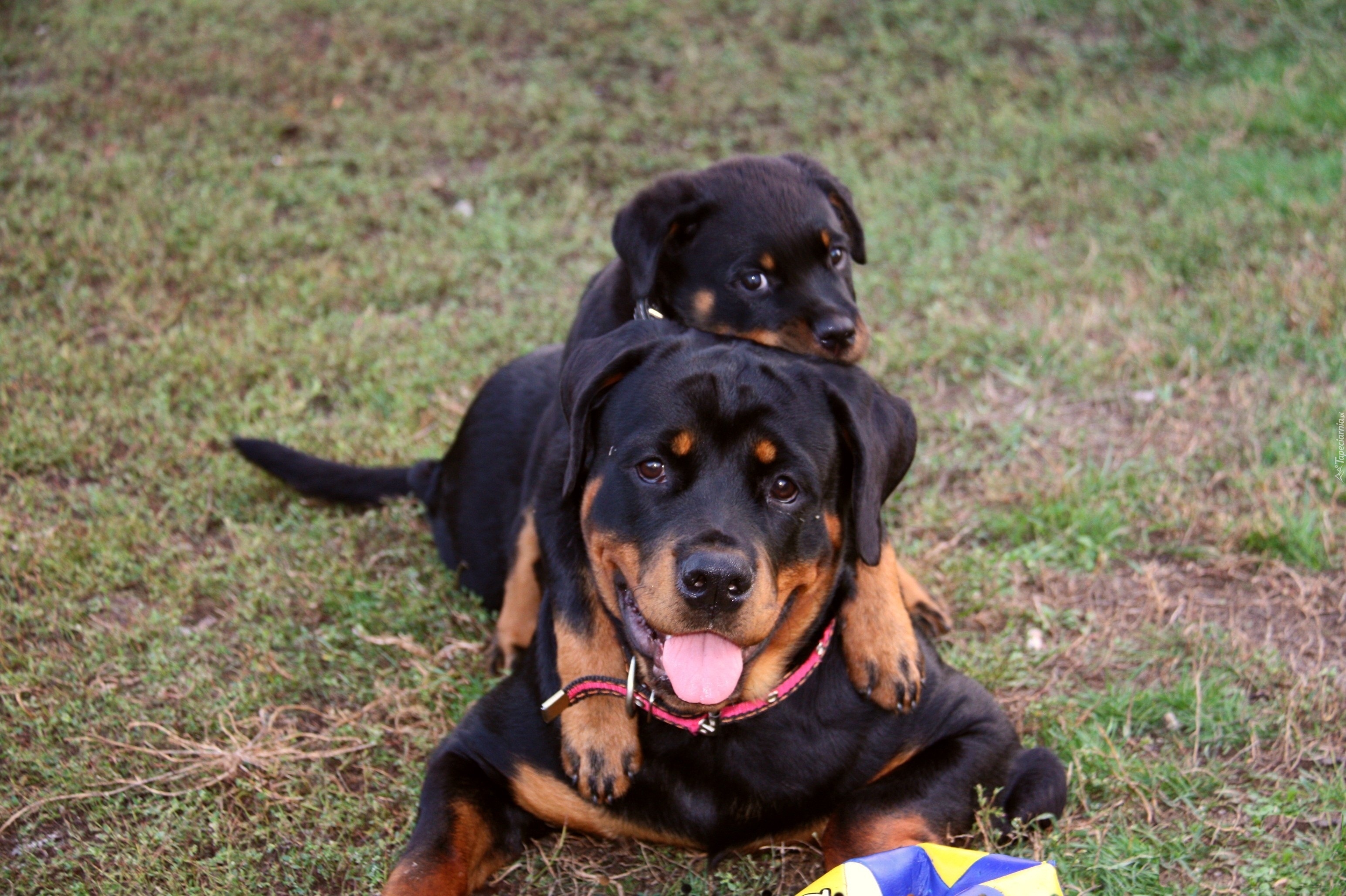 Dwa, Rottweilery