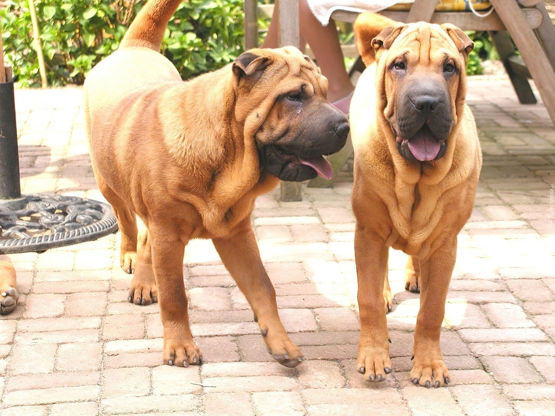 Dwa, Dorosłe, Psy, Shar Pei