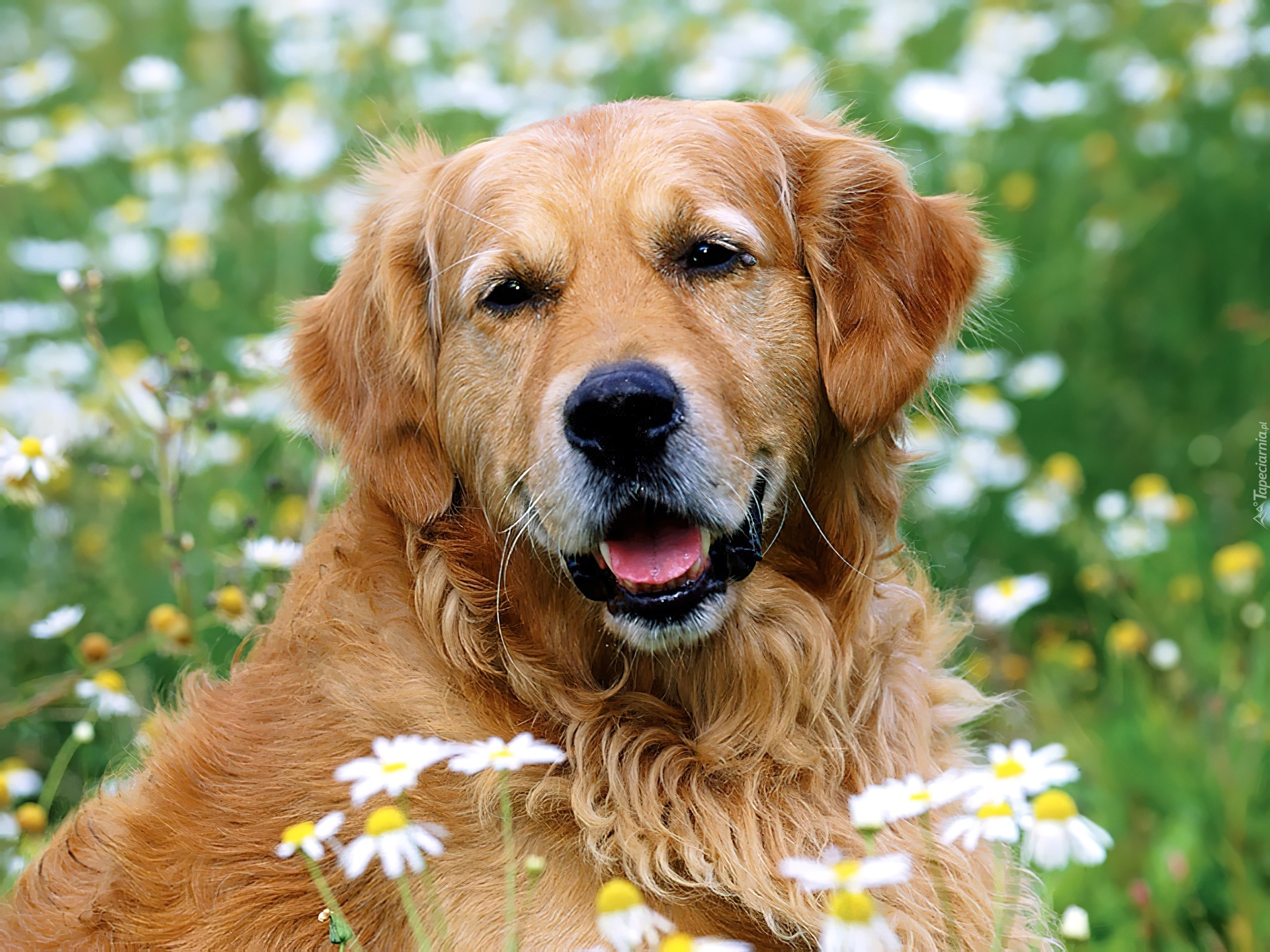 Golden, Retriever, Kwiatki, Trawa