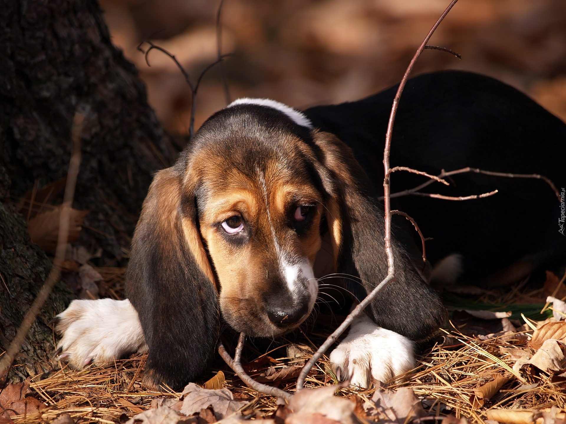 Basset, Patyki, Liście