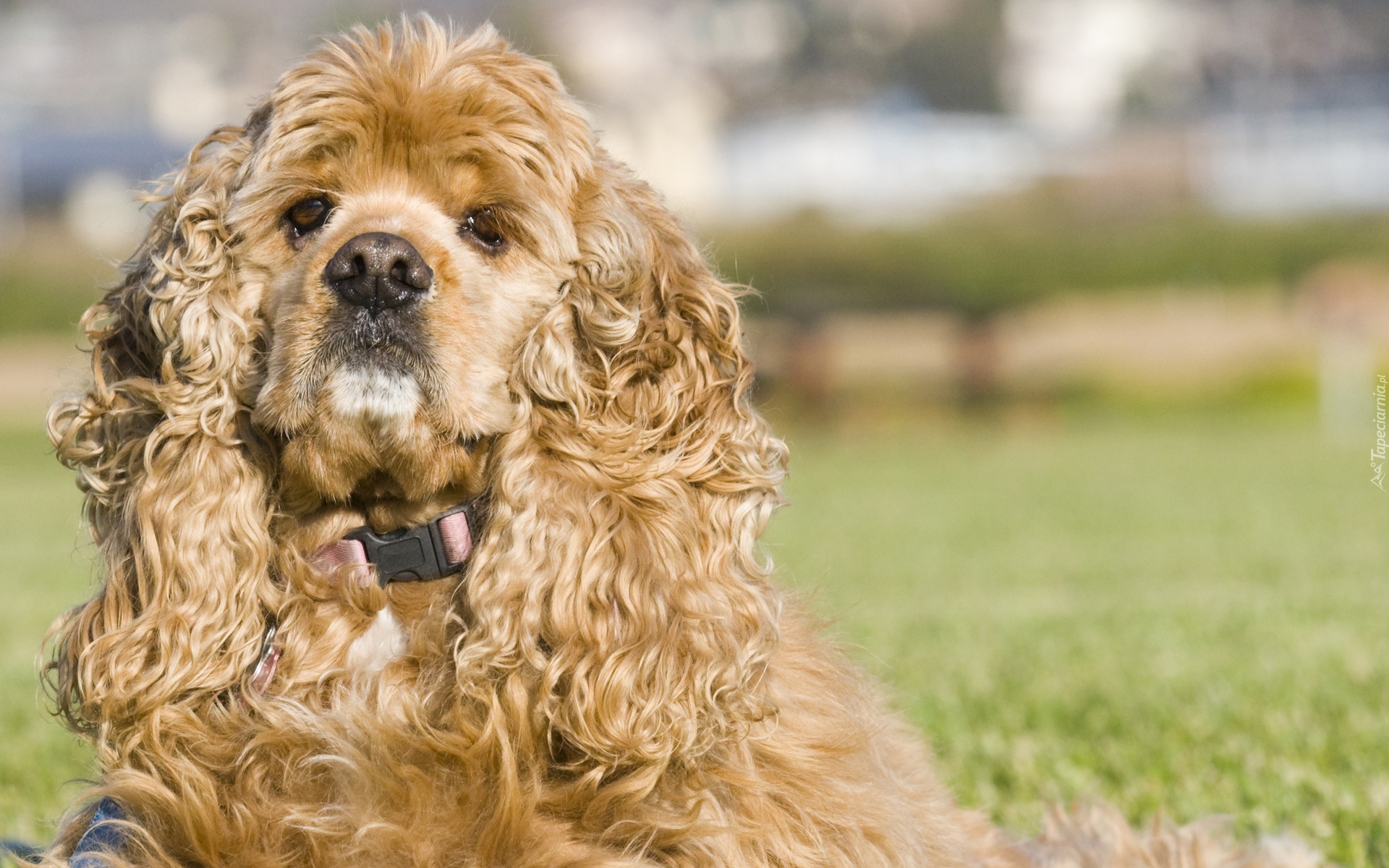 Amerykański Spaniel, Kręcona, Sierść