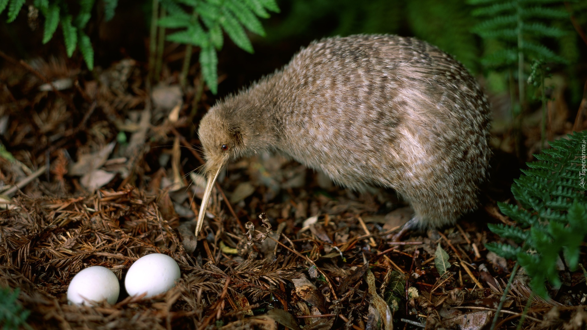 Kiwi, Ptak, Nielot, Jajka, Gniazdo