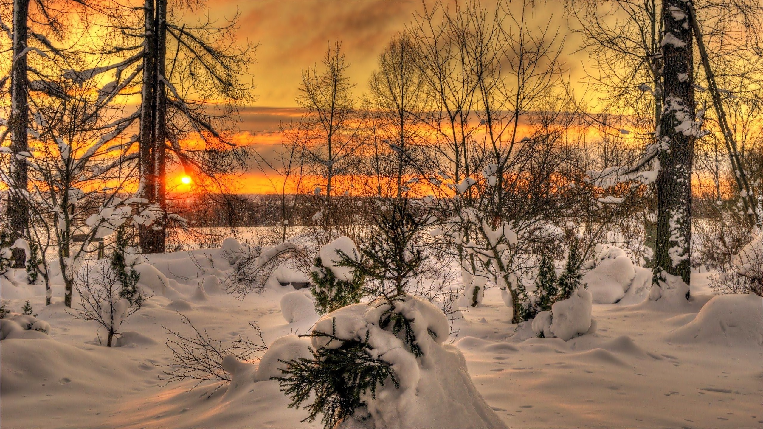 Zima, Drzewa, Zachód, Słońca