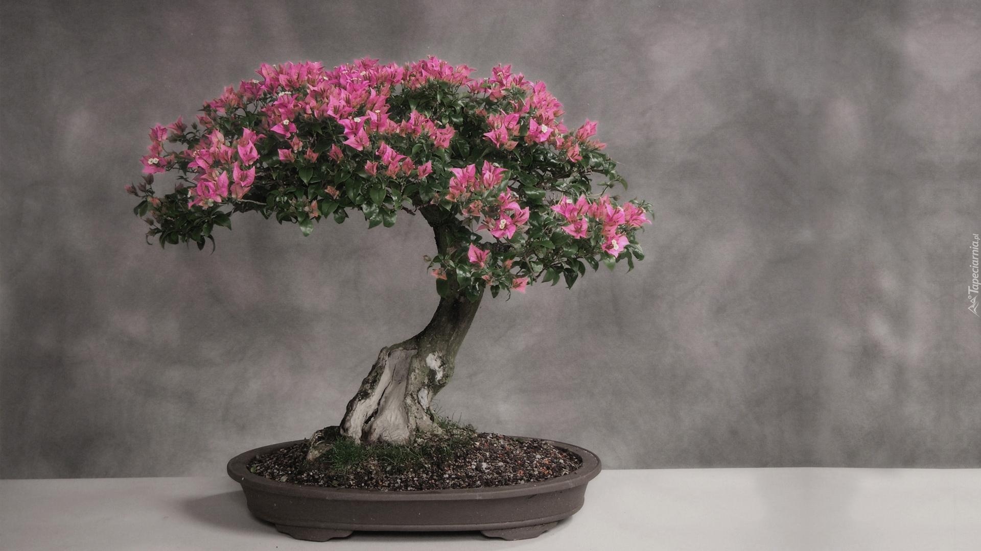 Małe, Drzewko, Bonsai