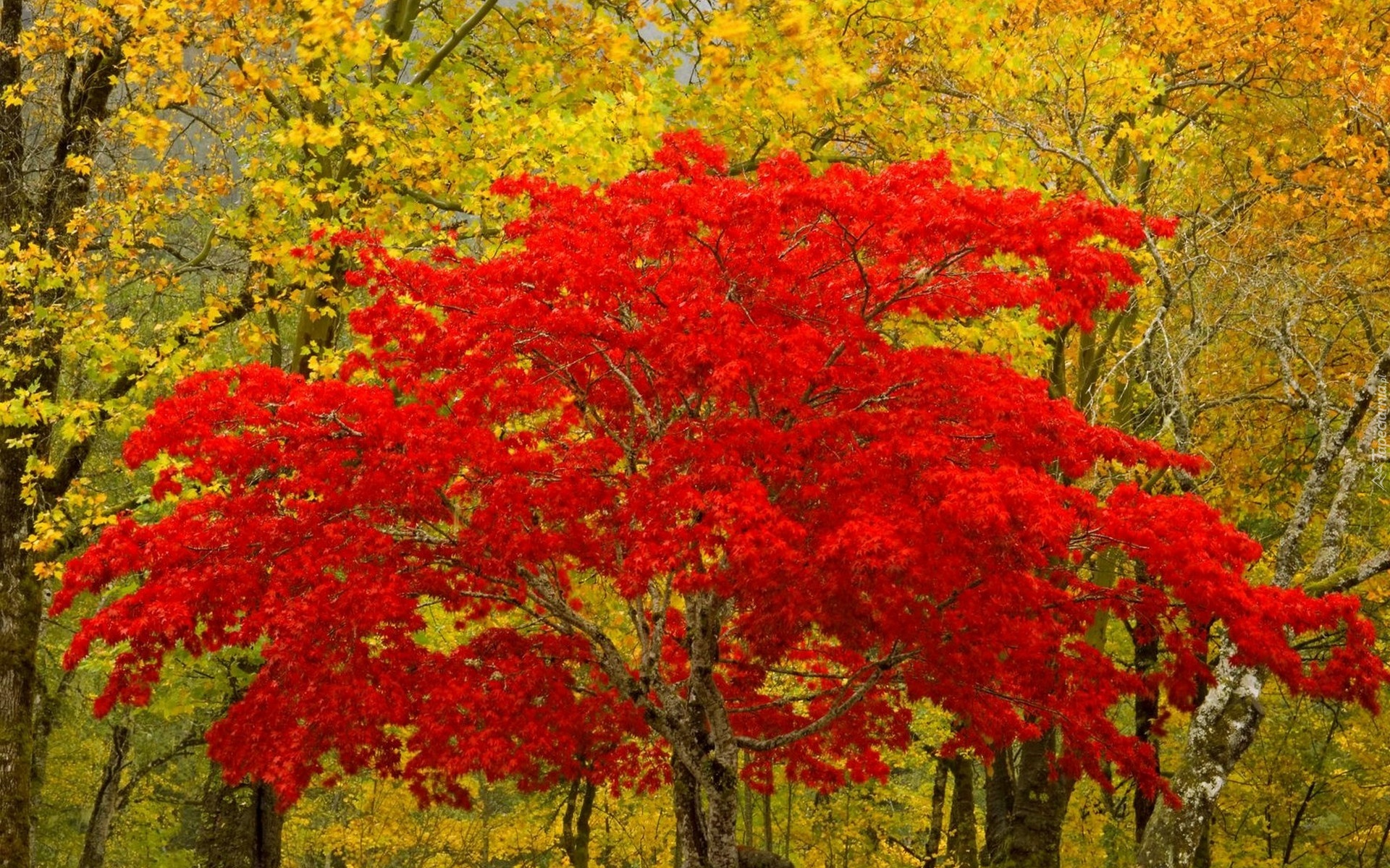 Las, Drzewo, Czerwone, Liście