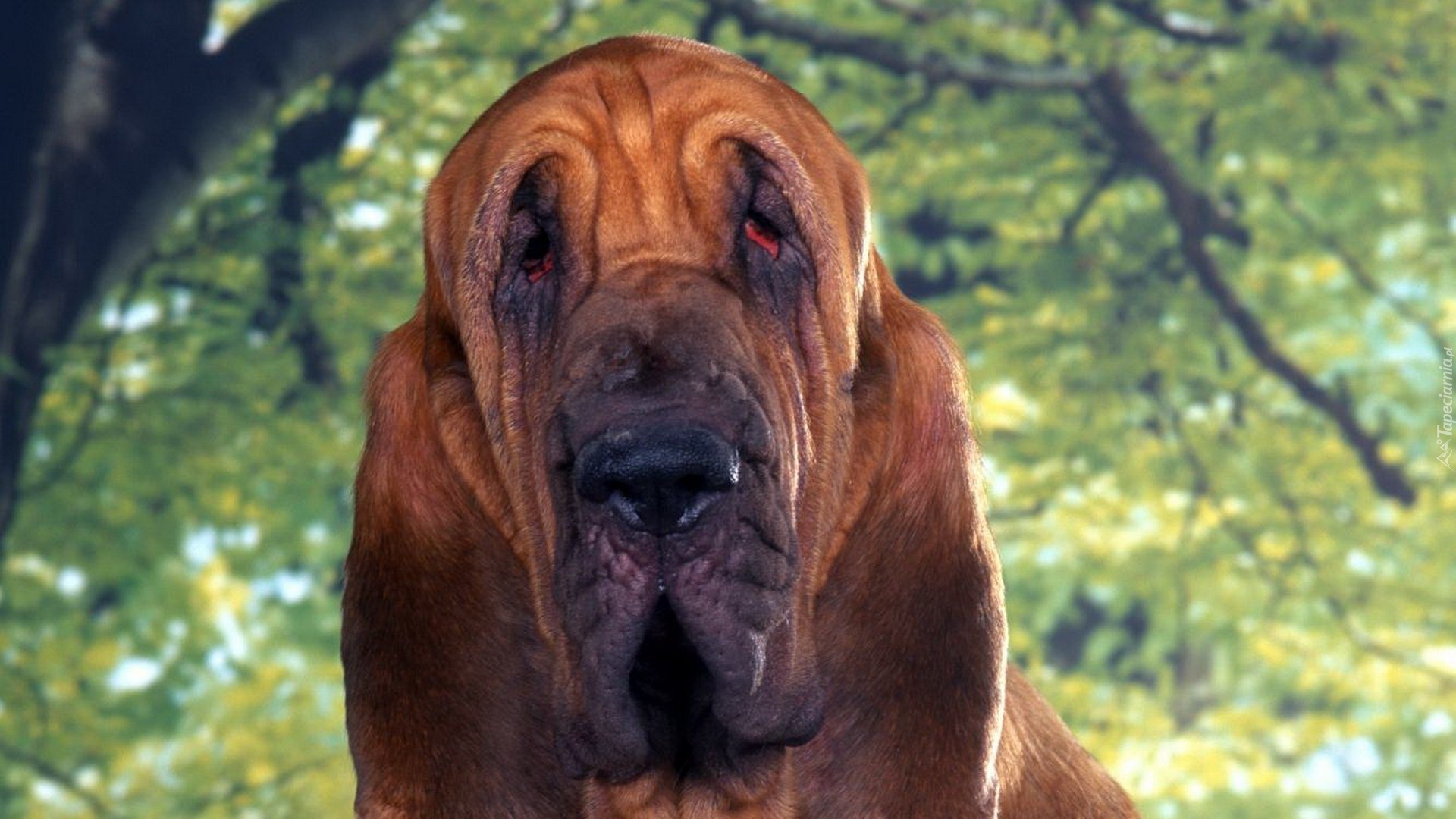 Bloodhound, Zieleń, Drzewo