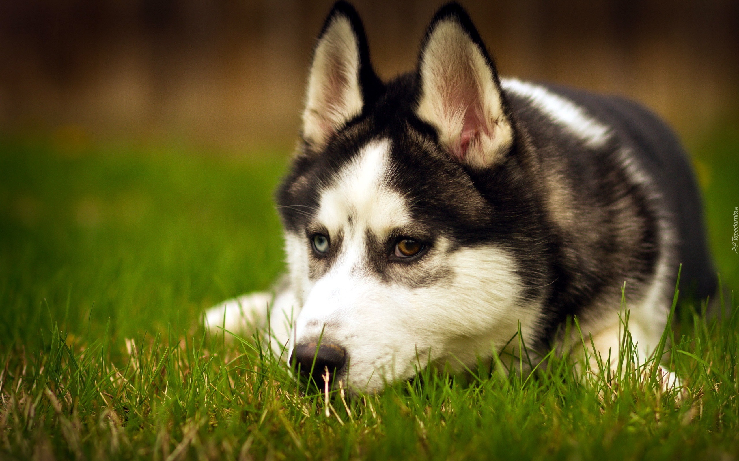 Trawa, Siberian, Husky