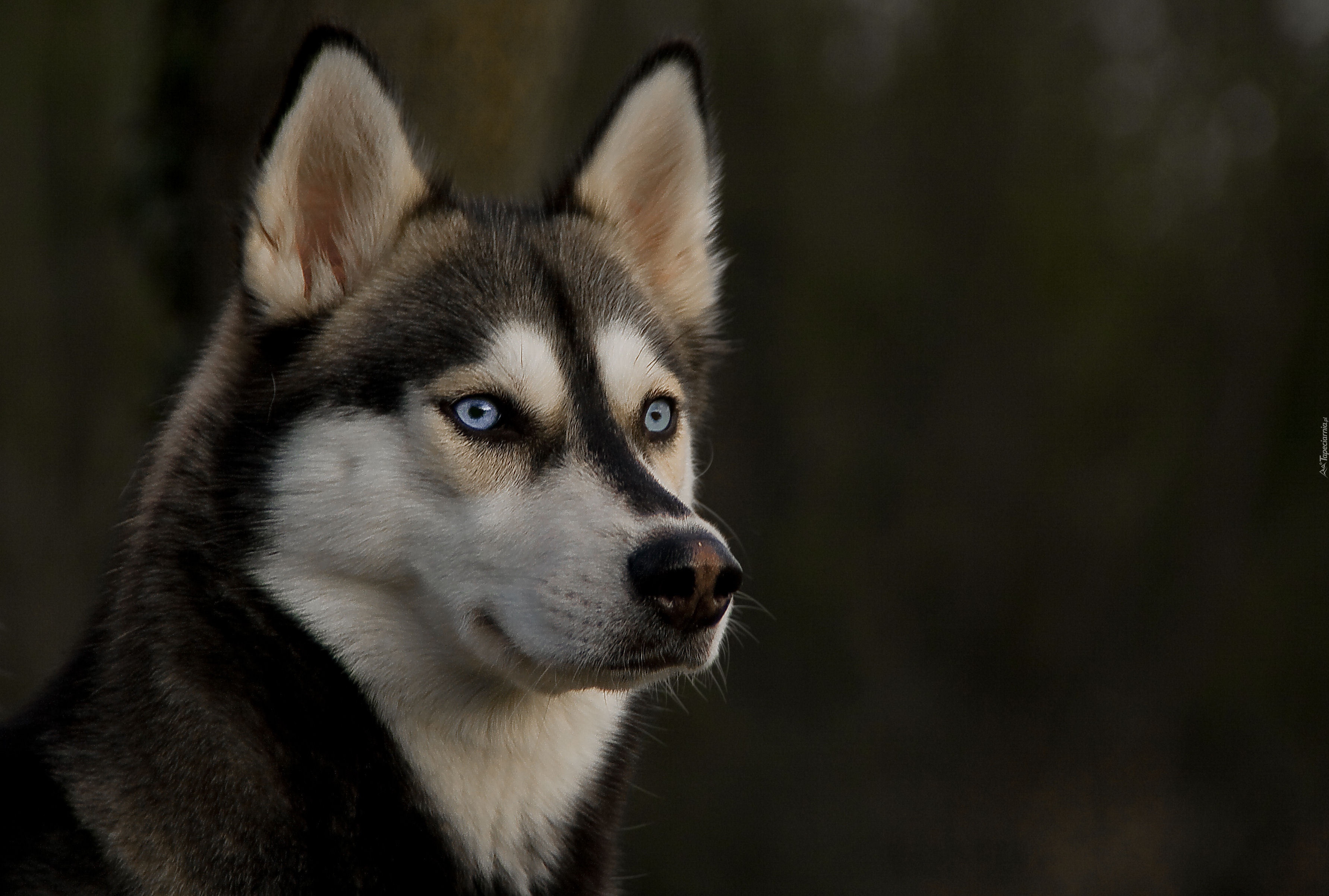 Siberian Husky