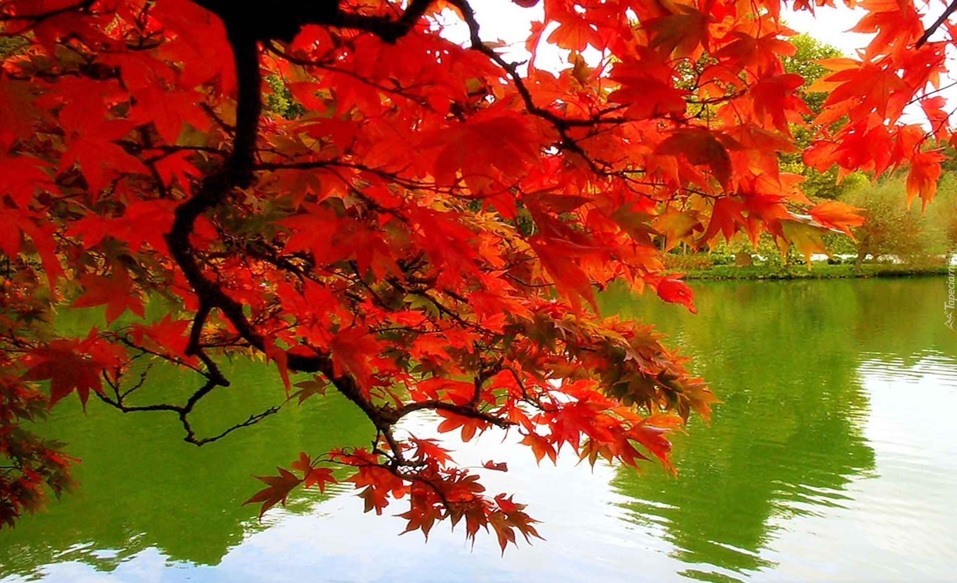 Jesień, Drzewo, Woda