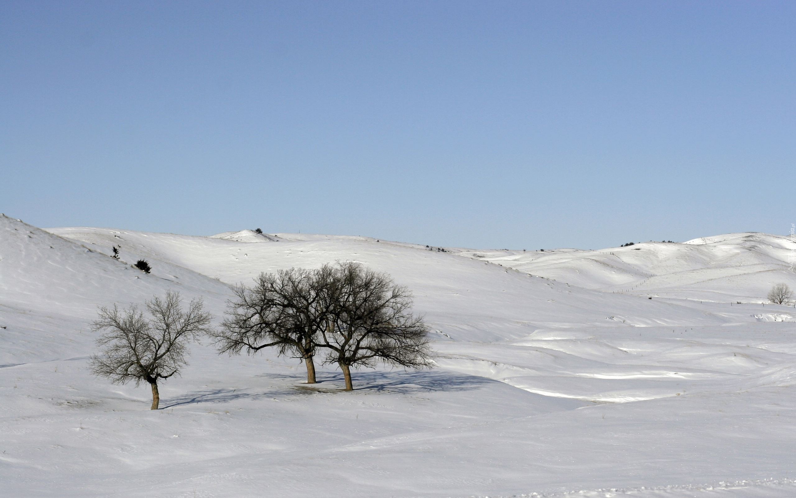 Drzewa, Śnieg, Zaspy, Mróz