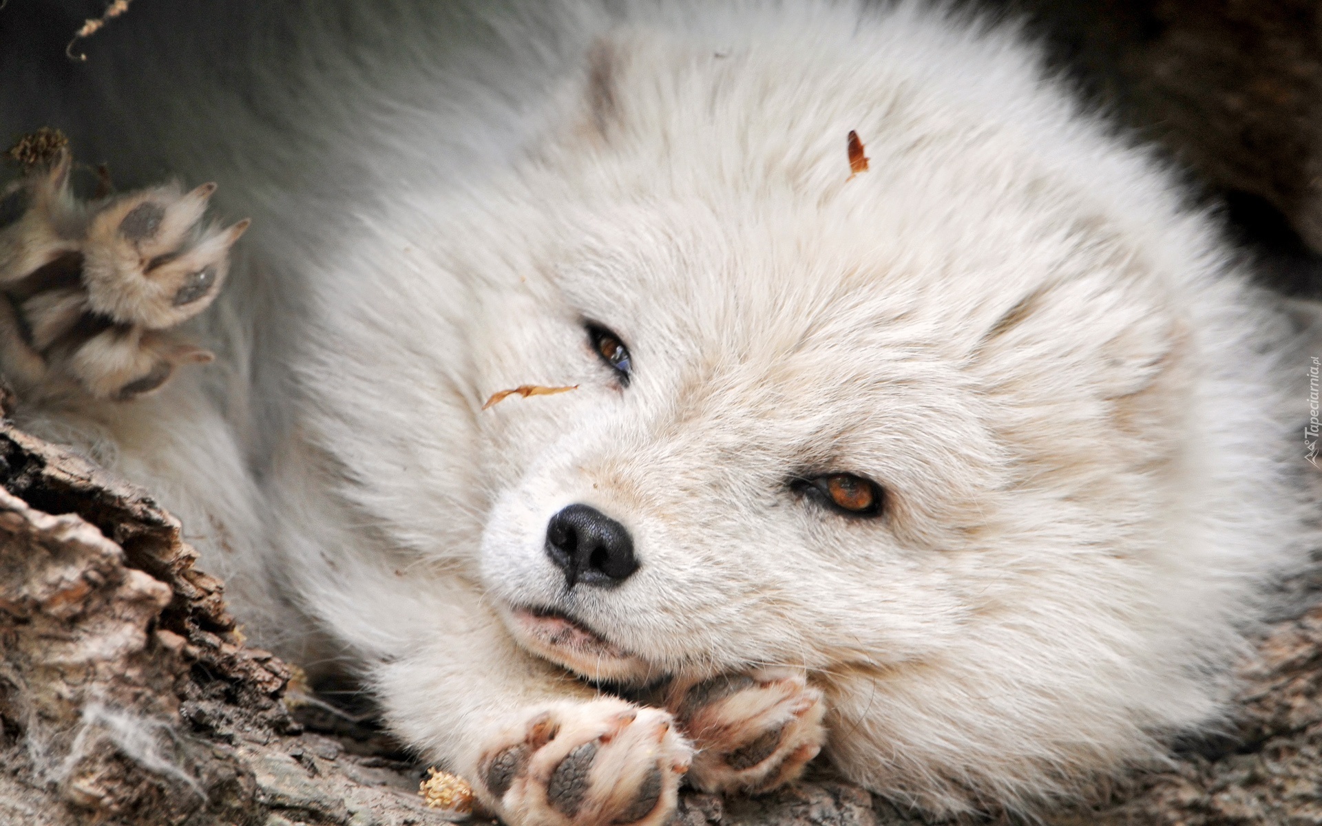 Biały, Lis, Polarny, Łapki