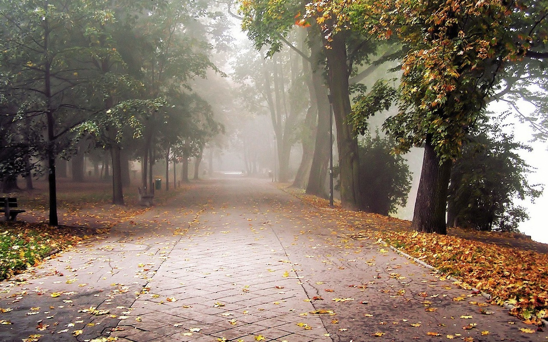 Park, Chodnik, Drzewa, Ławki, Liście, Mgła