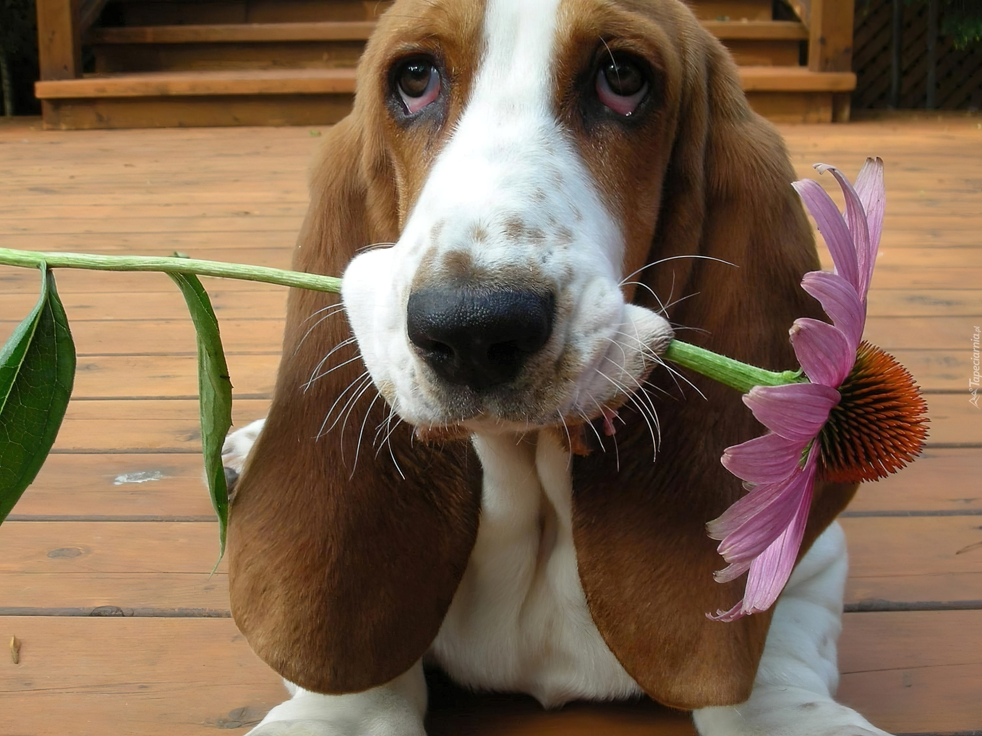 Basset Hound, Kwiatek