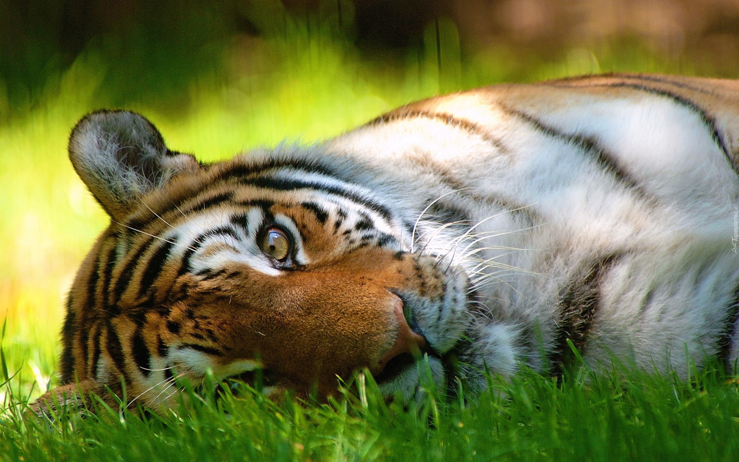 Tygrys, Trawa, Odpoczynek