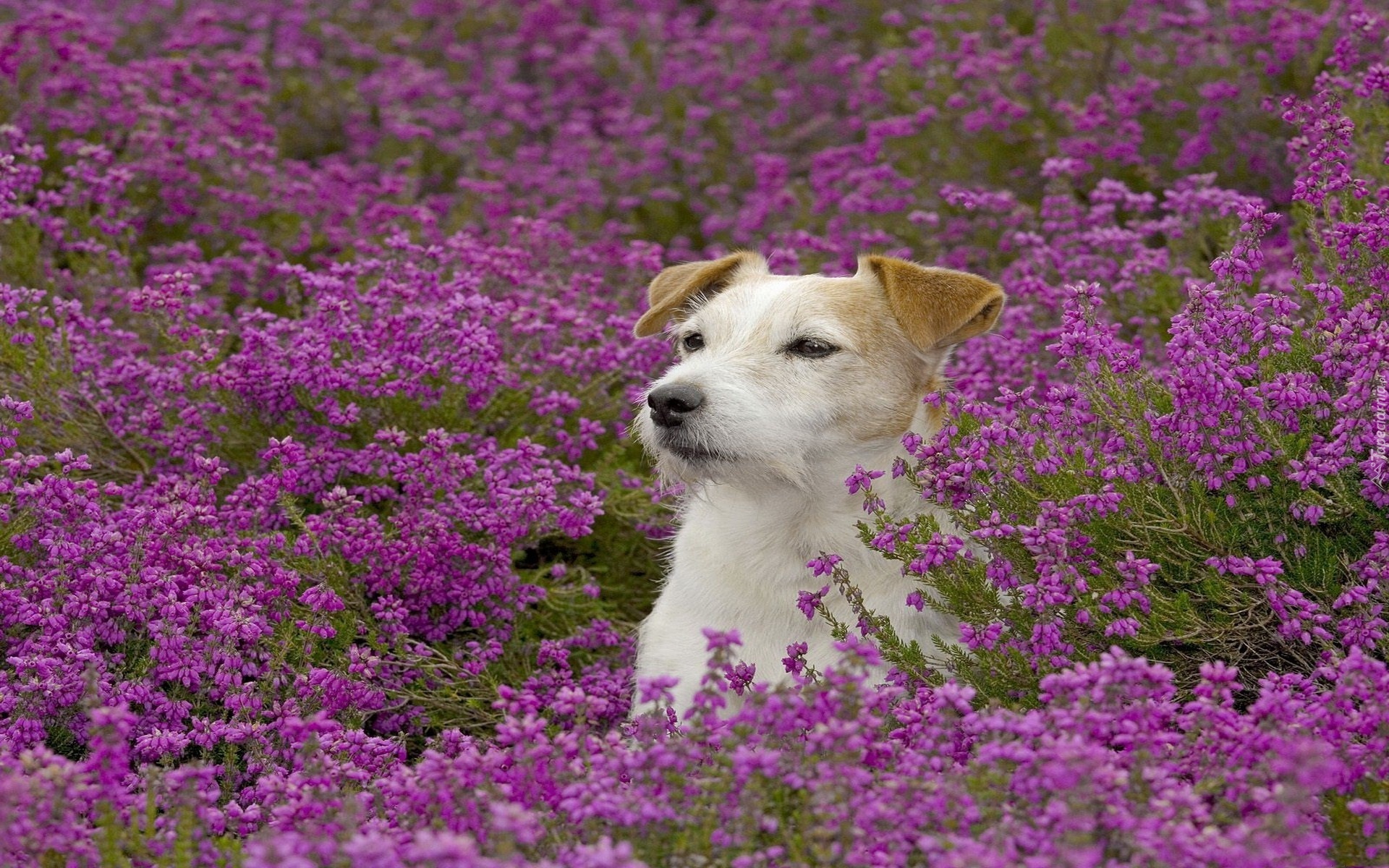 Łąka, Kwiaty, Jack, Russell, Terrier