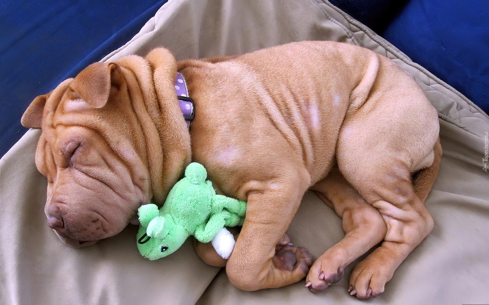 Szczeniaczek, Shar Pei, Maskotka