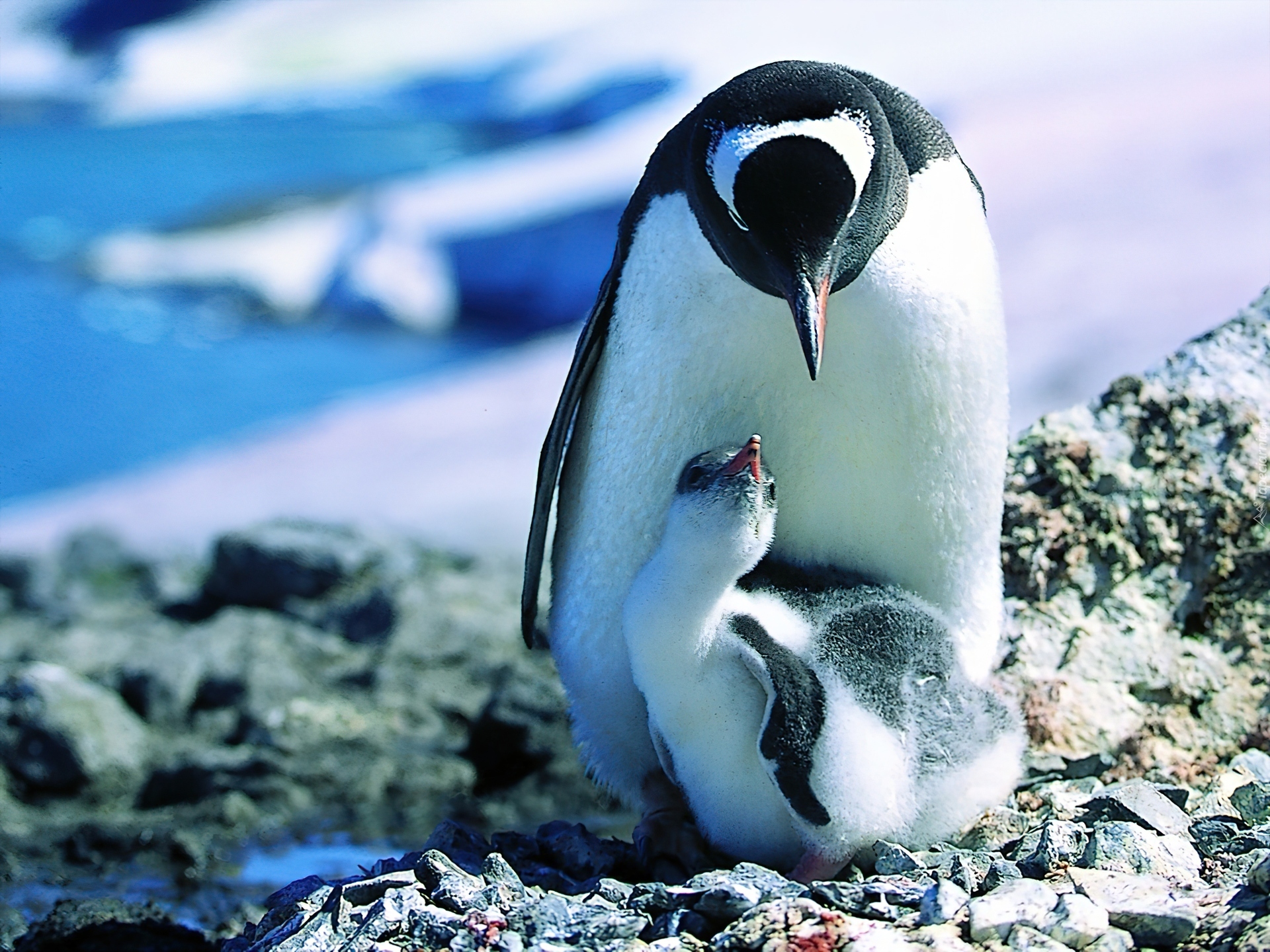 Где есть пингвины. Императорский Пингвин в Антарктиде. Императорский Пингвин детеныш. Отряд Пингвинообразные. Пингвин Королевский или Императорский.
