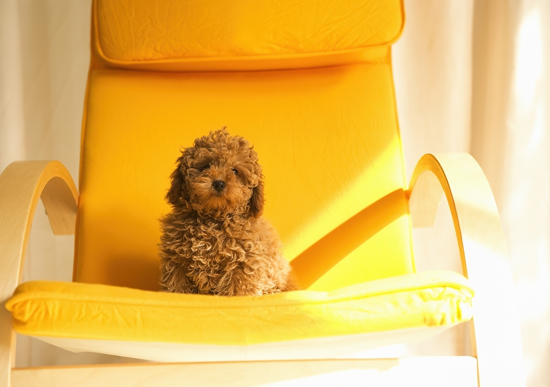 Pies, Żółty, Fotel