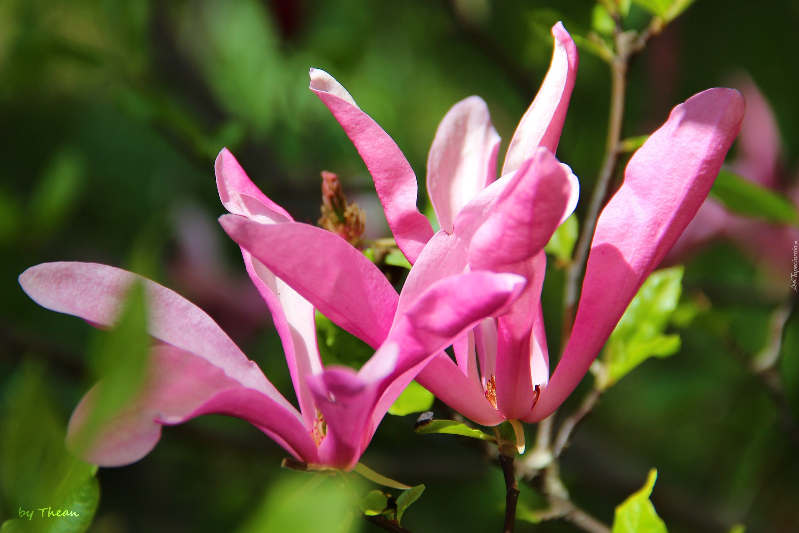 Różowa, Magnolia, Kwiaty