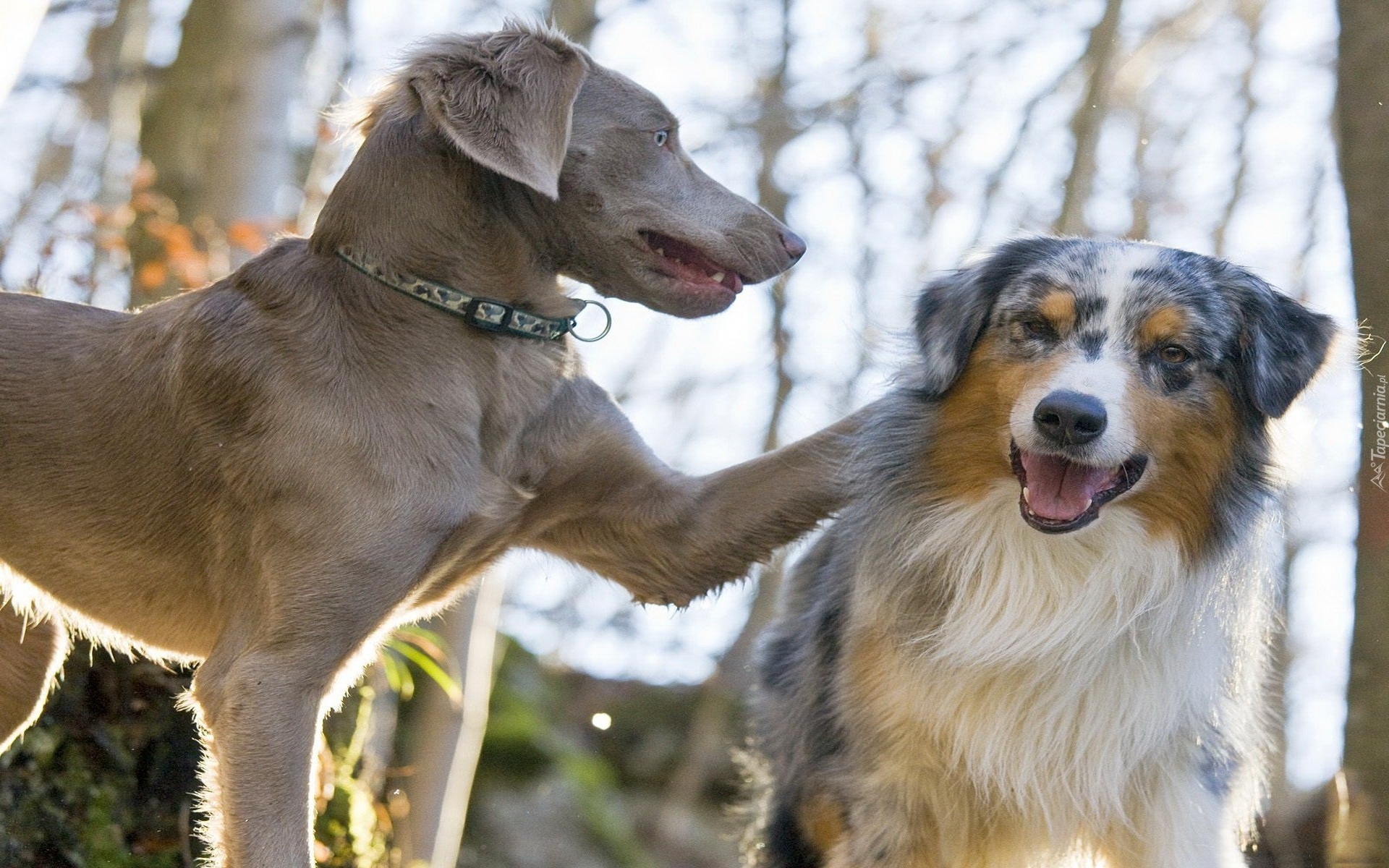 Wyżeł weimarski,  Owczarek australijski, Australian shepherd