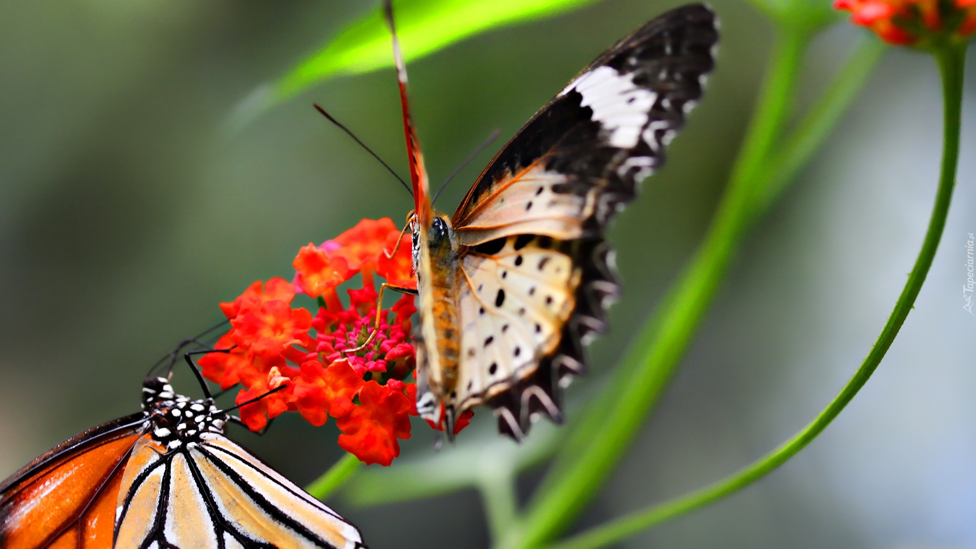 Motyle, Kwiatek, Łodyżki