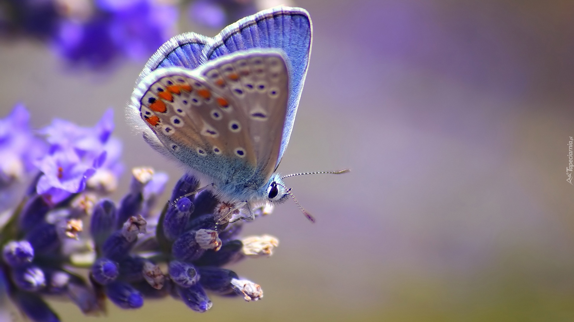 Błękitny, Motyl, Kwiat