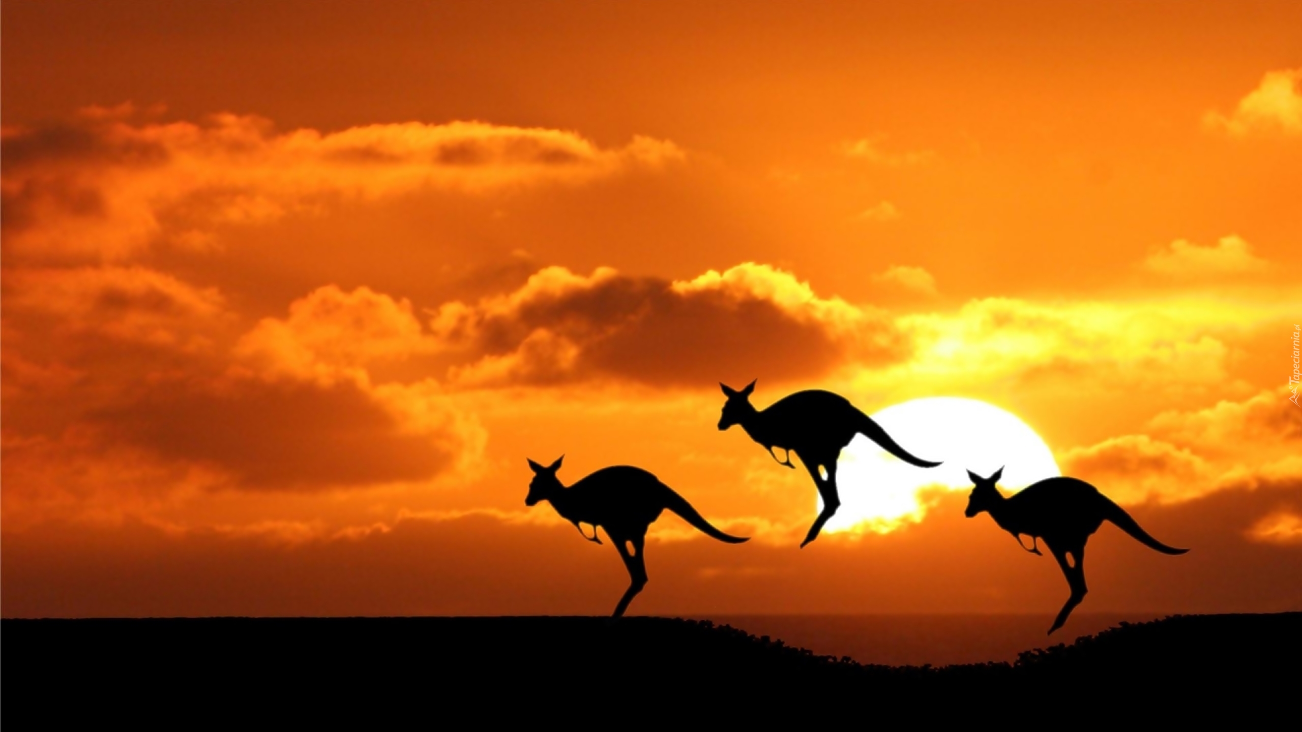 Kangury, Zachód, Słońca, Skoki
