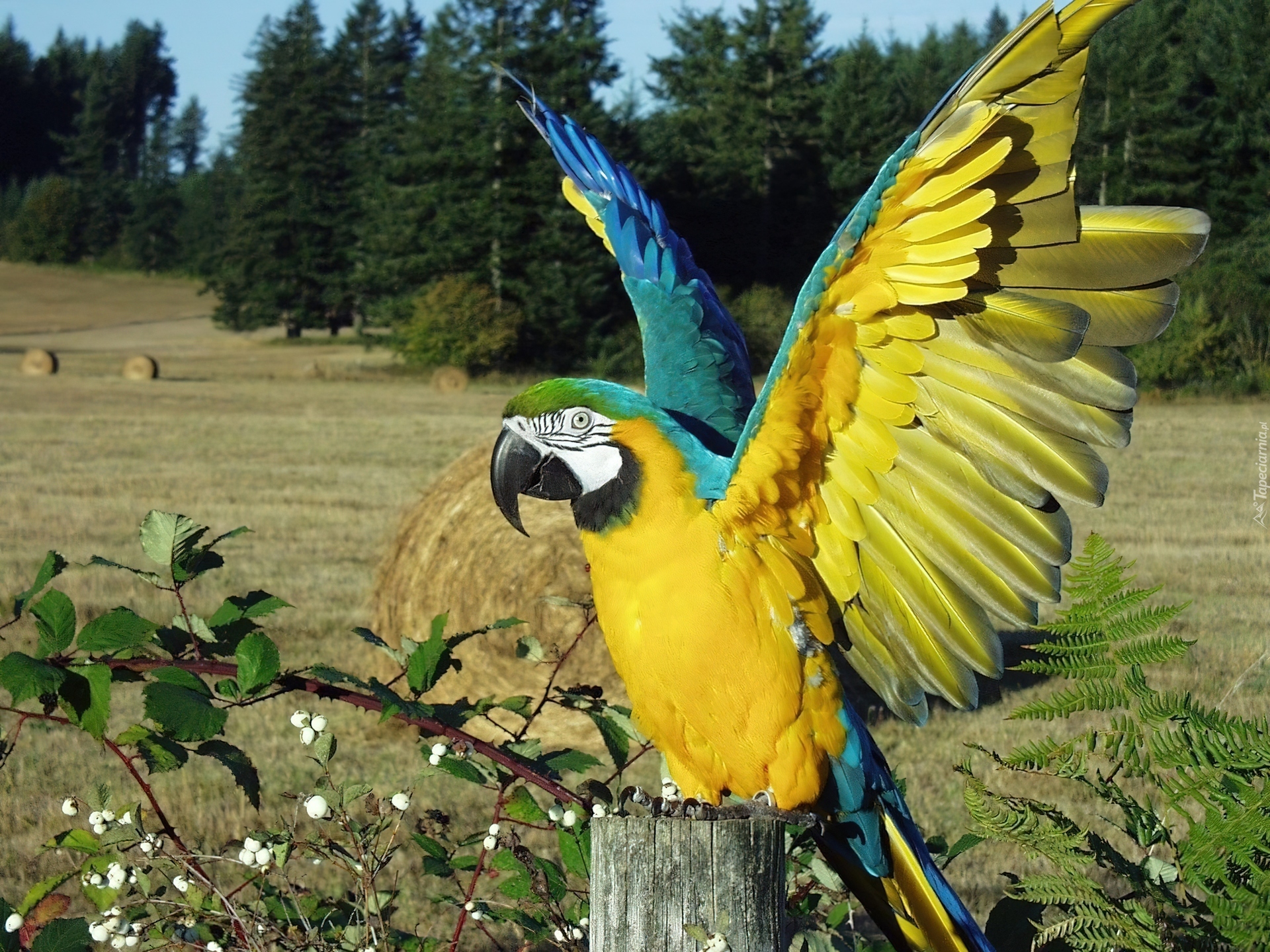 Род какаду в русском. Попугай ара. Какаду и ара. Ара ара попугай. Blue Macaw попугай.