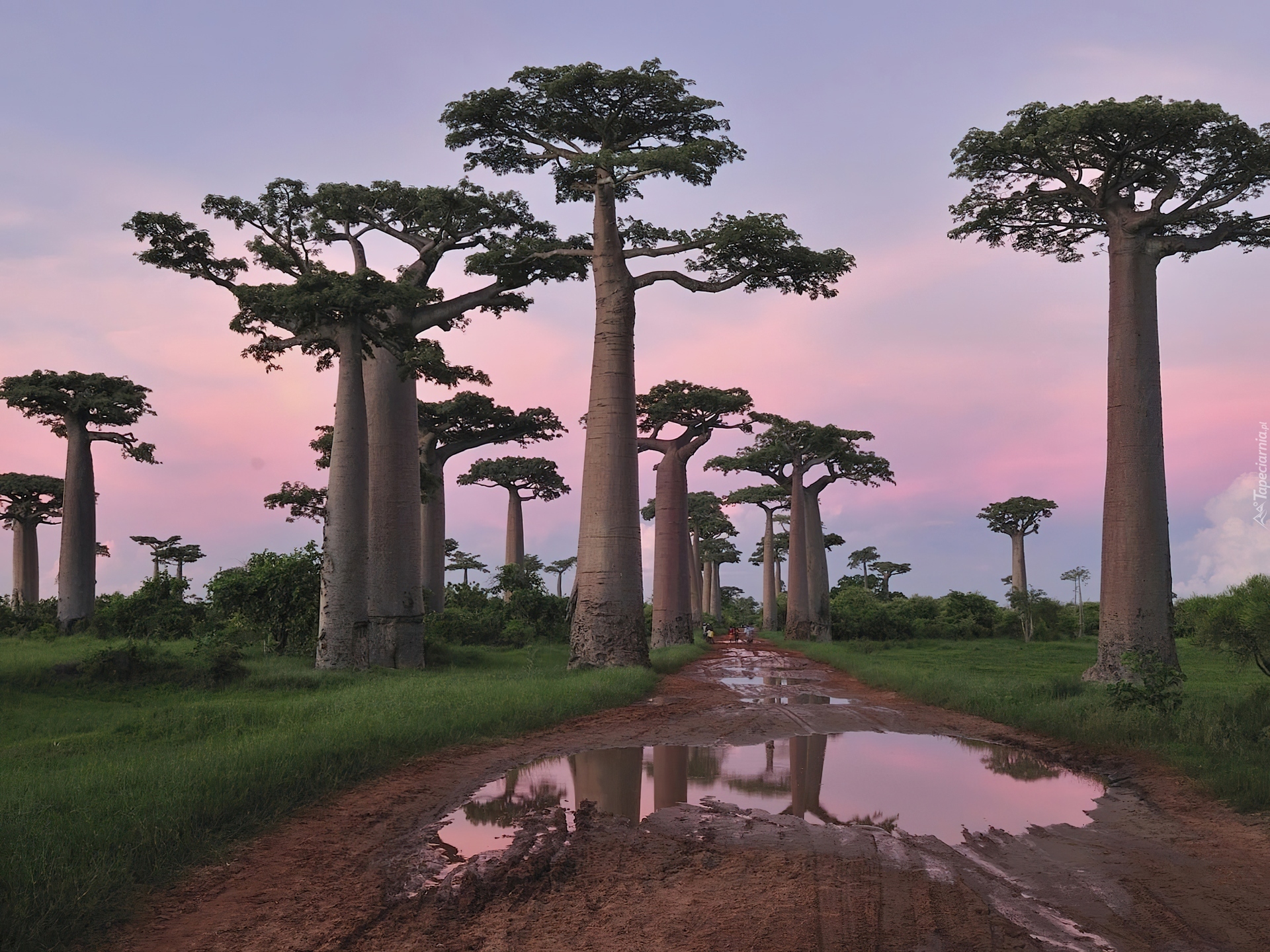 Drzewa, Baobab, Droga, Kałuże