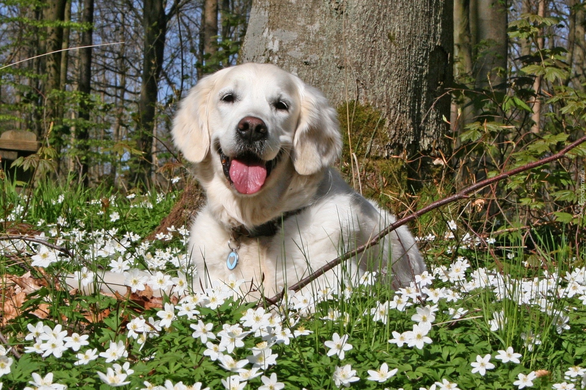 Golden retriever, Zawilce