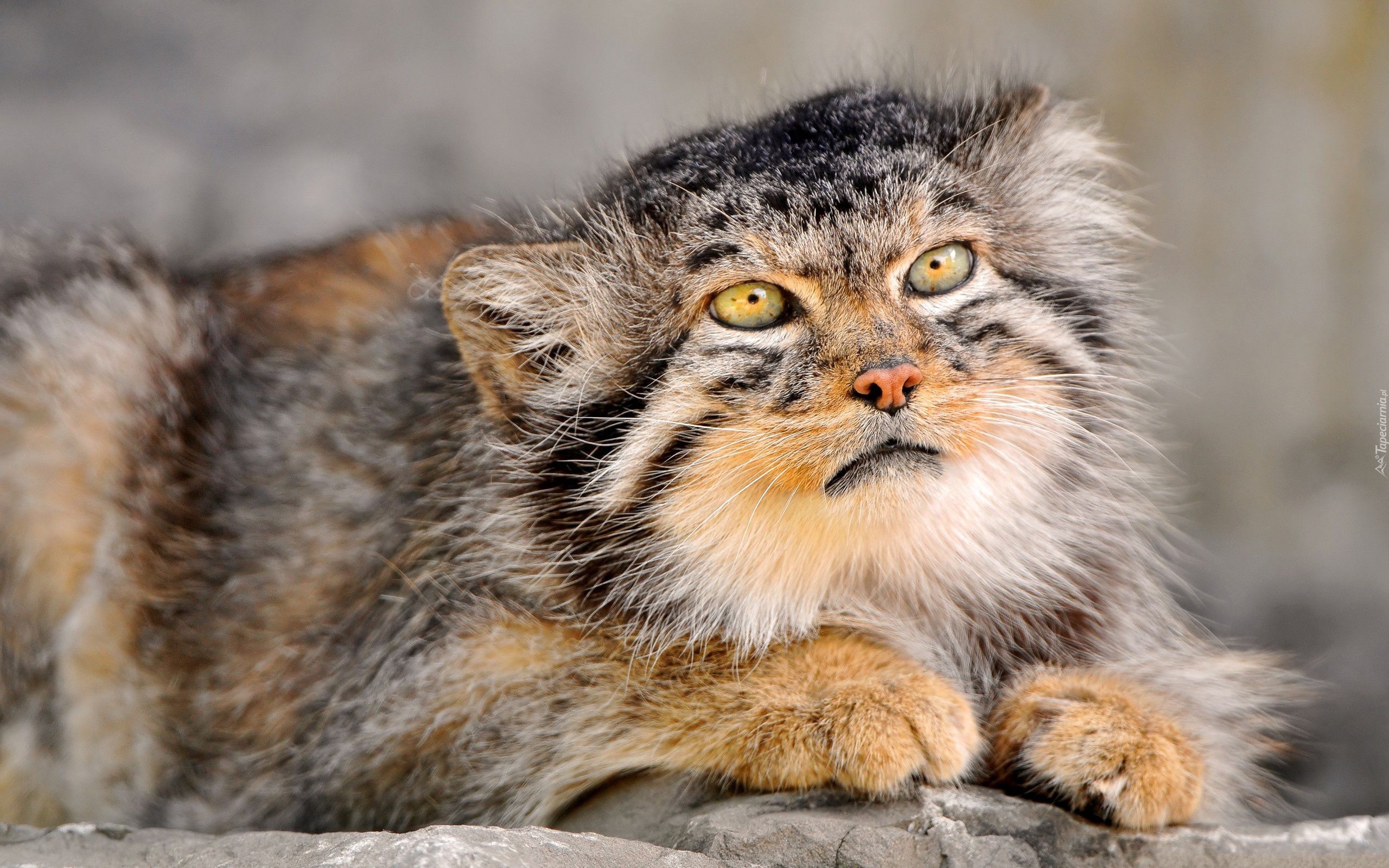 Manul, Drapieżnik, Futro