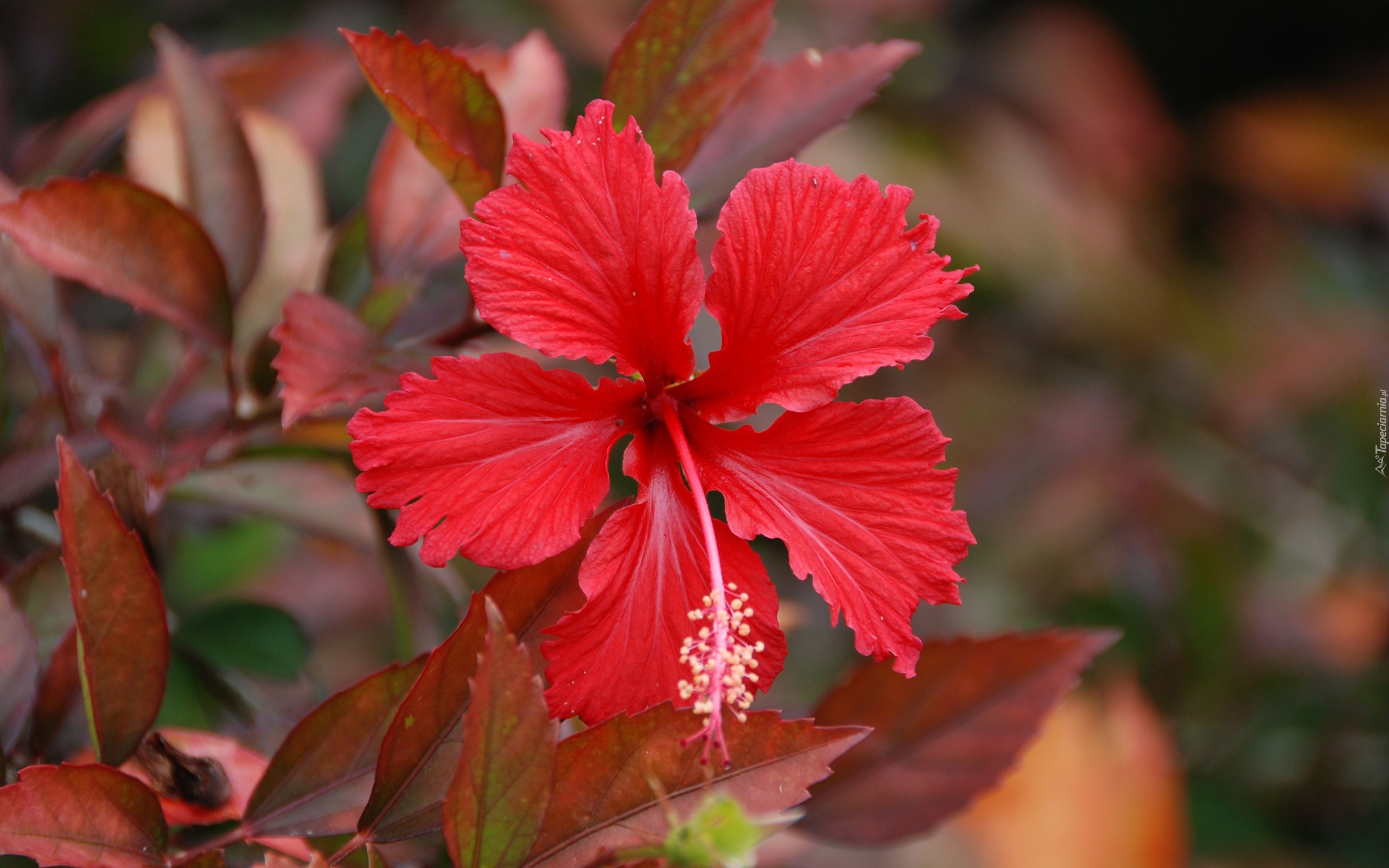 Czerwony, Hibiskus