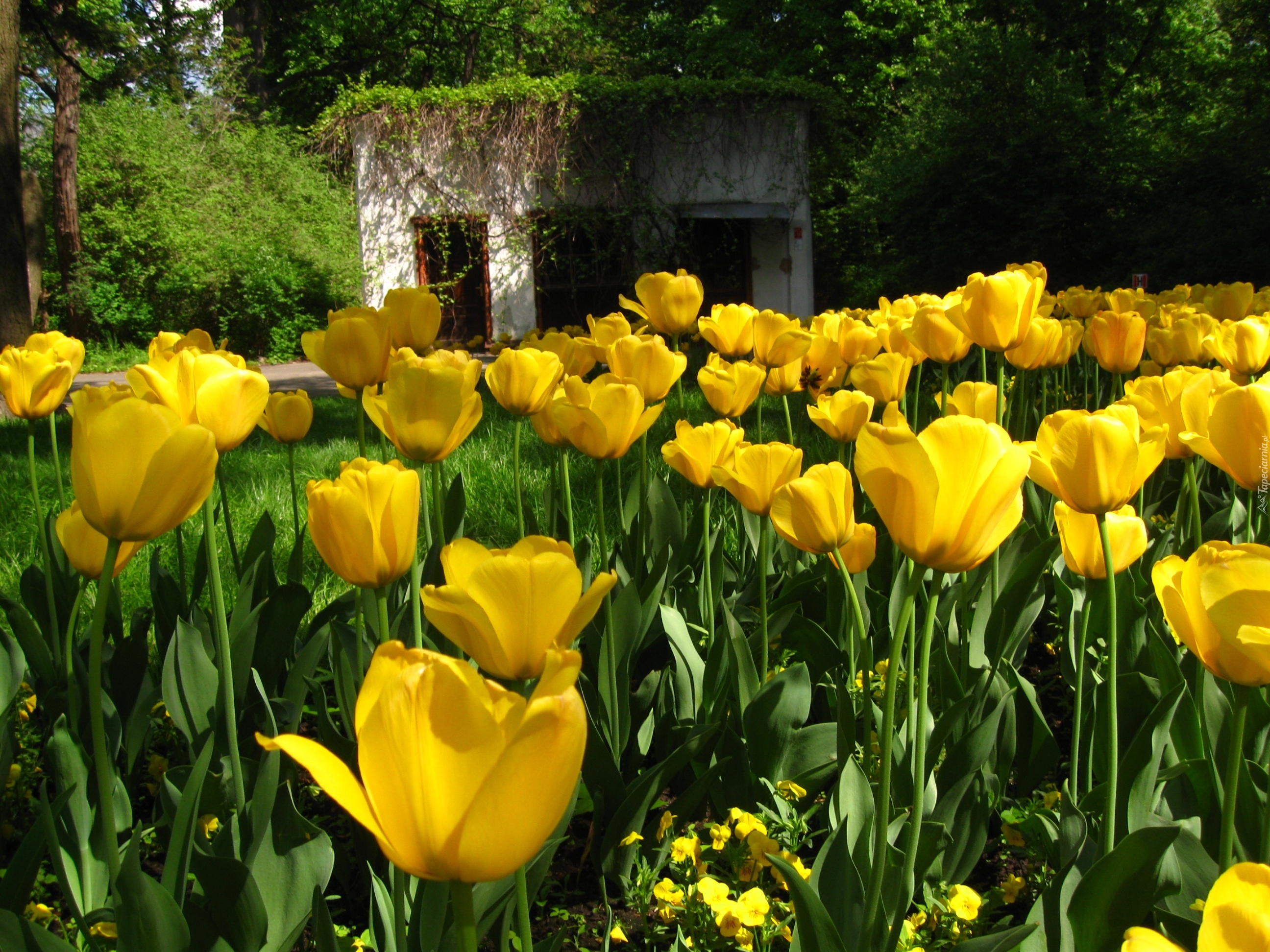 Żółte, Tulipany, Altana