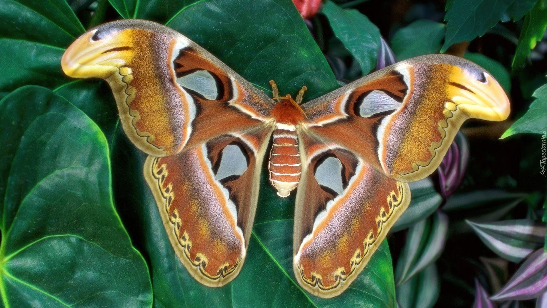 Piękny, Motyl, Liść