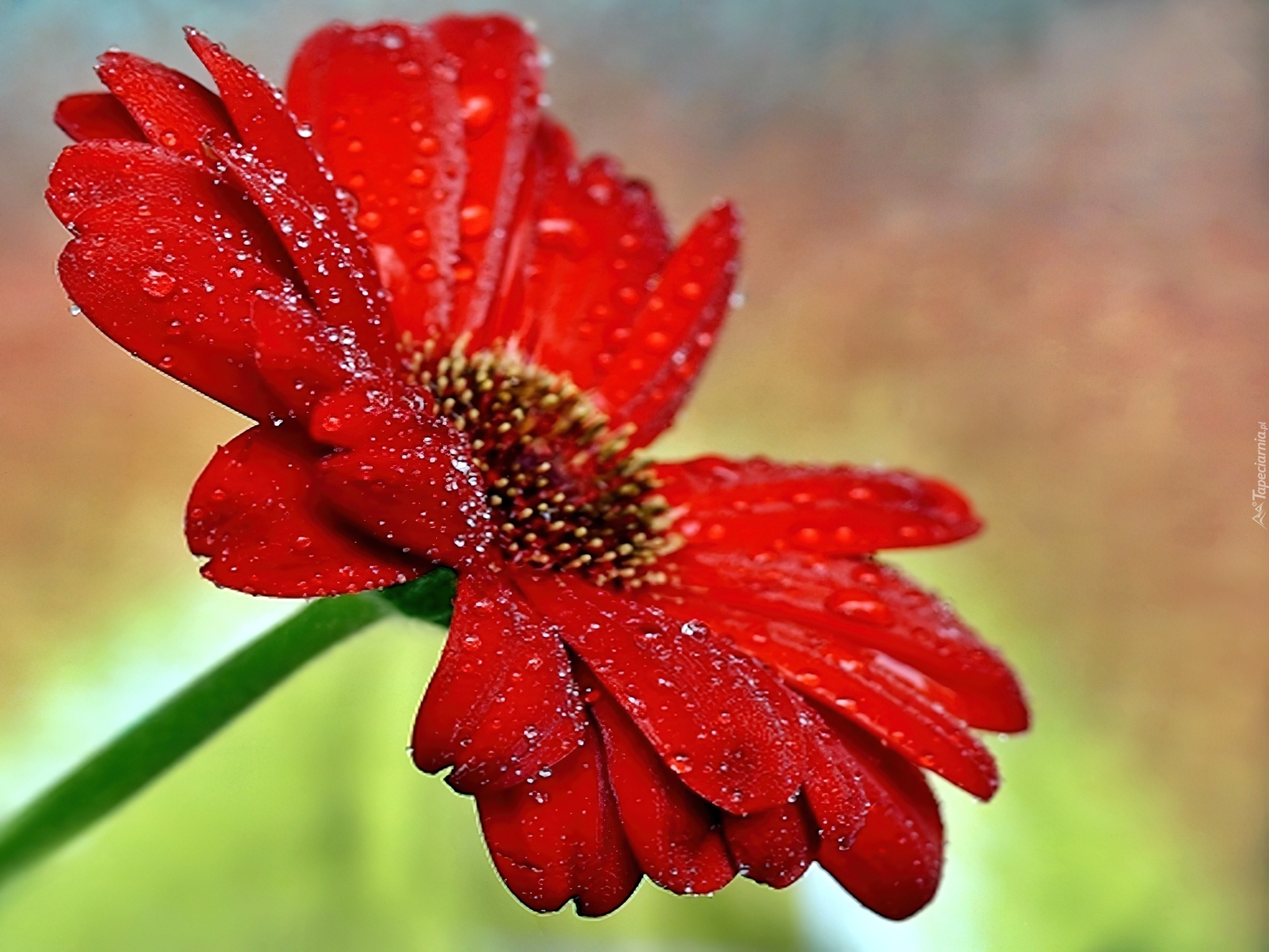 Gerbera