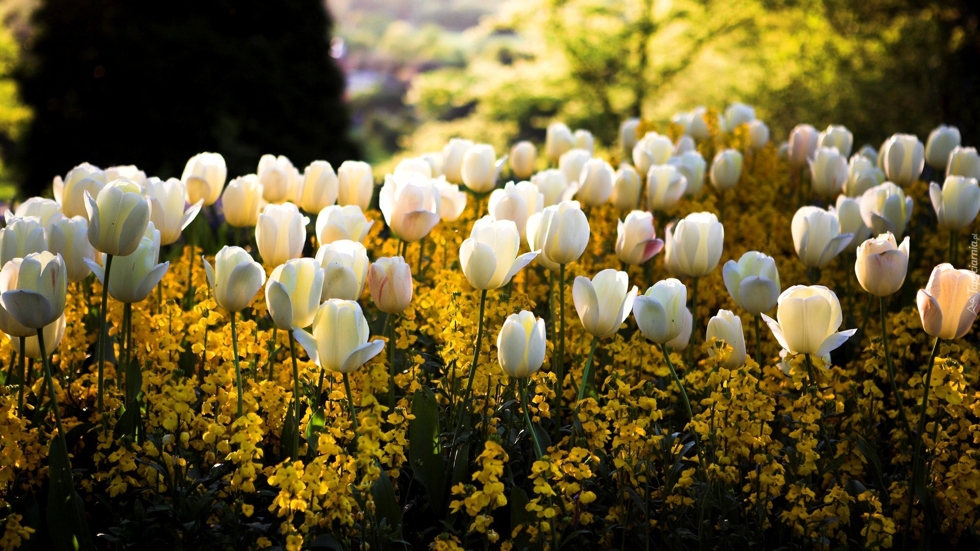 Kwiaty, Białe, Tulipany