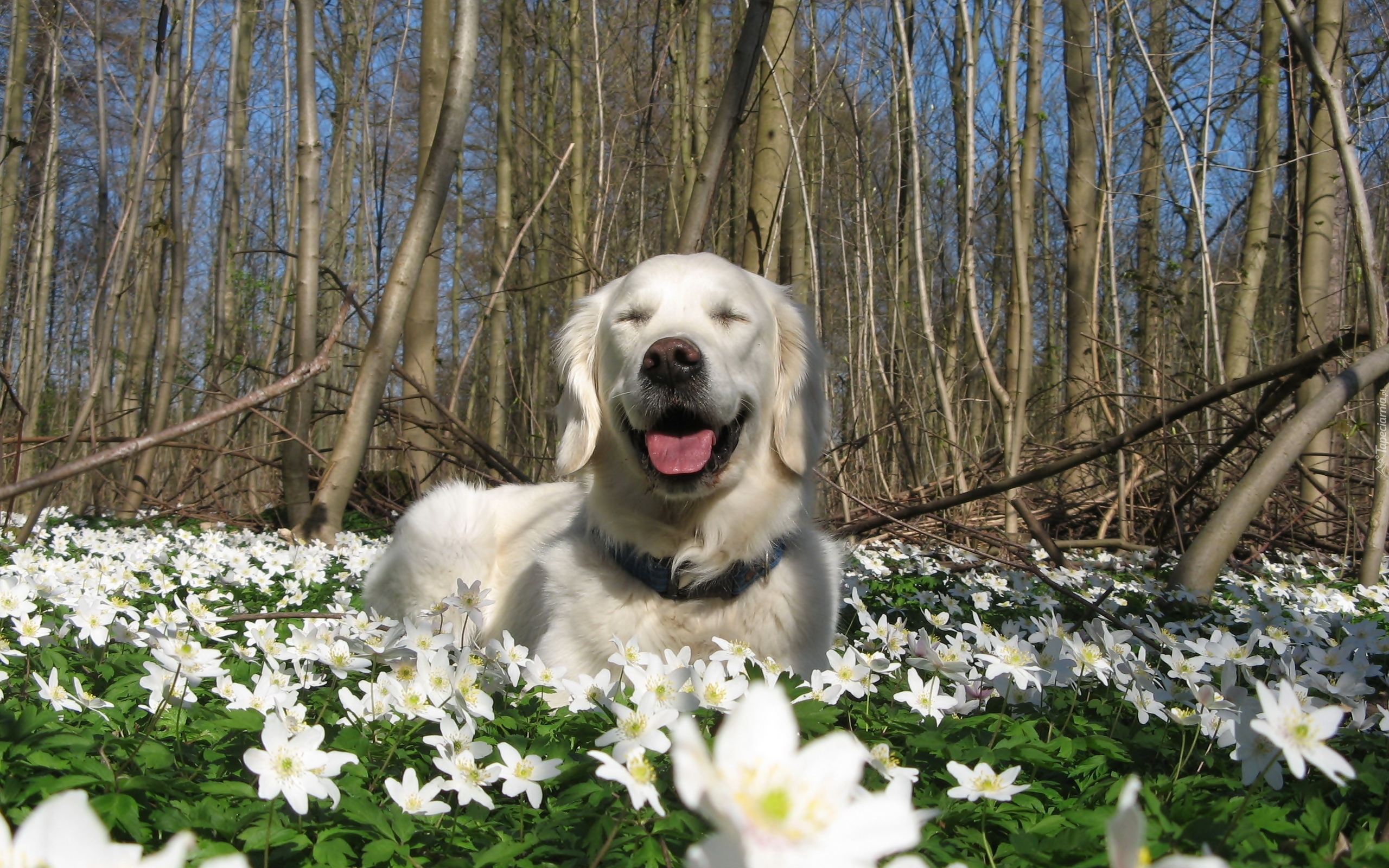 Golden Retriever, Kwiaty, Drzewa