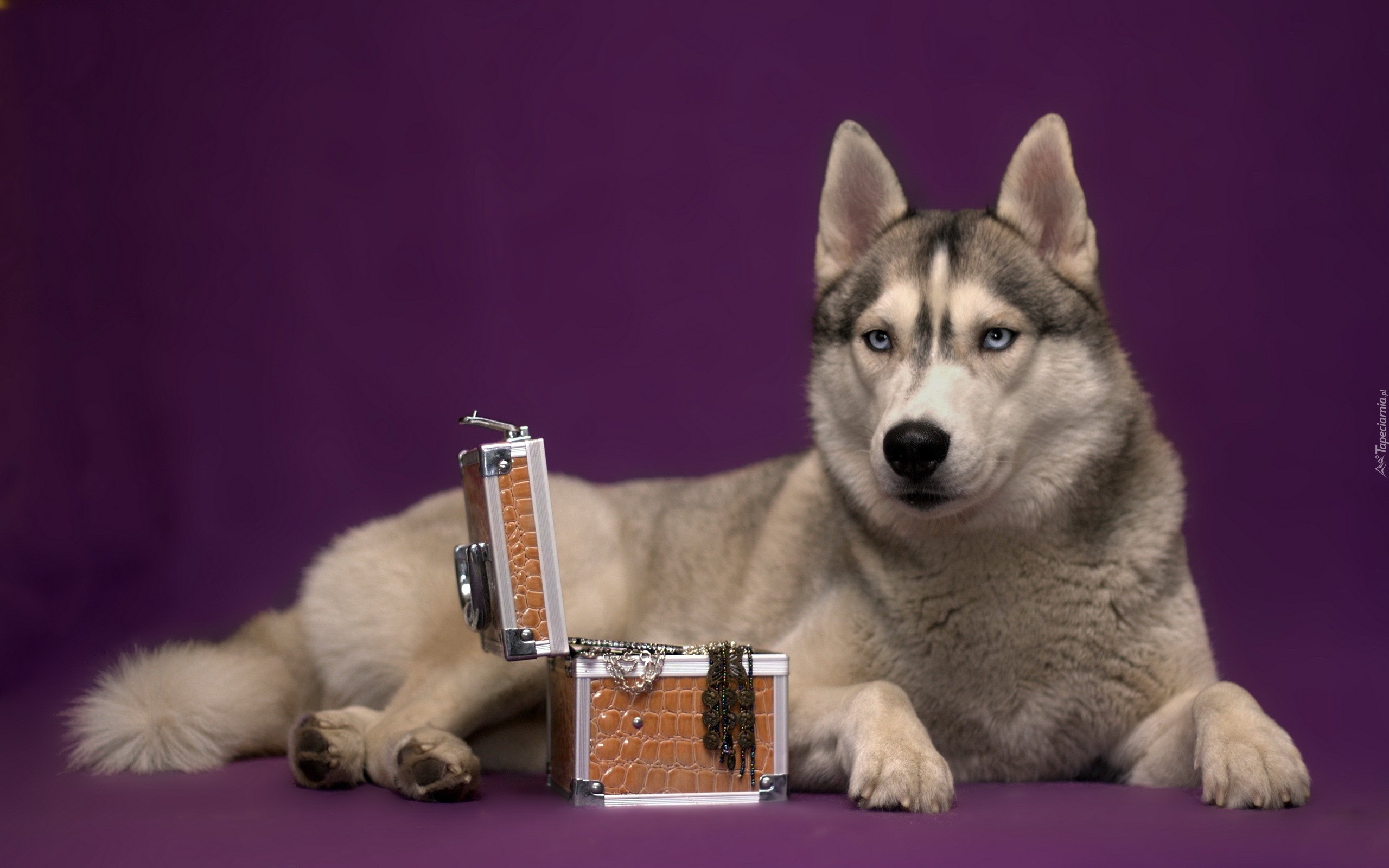 Siberian Husky, Kuferek