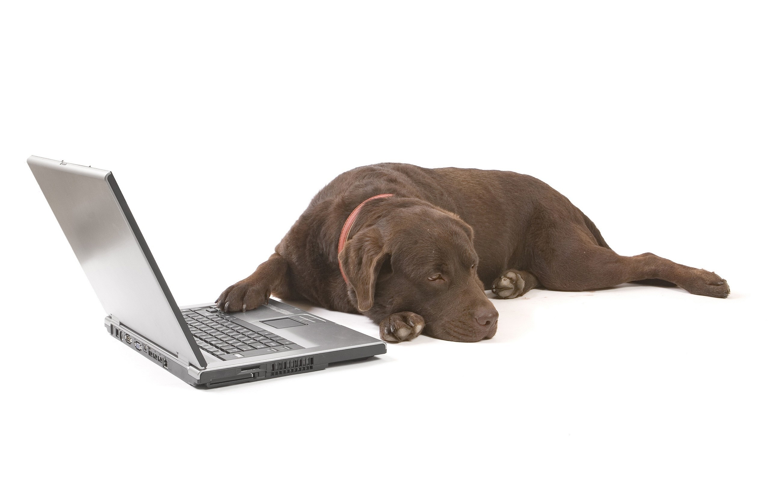 Brązowy, Labrador, Laptop