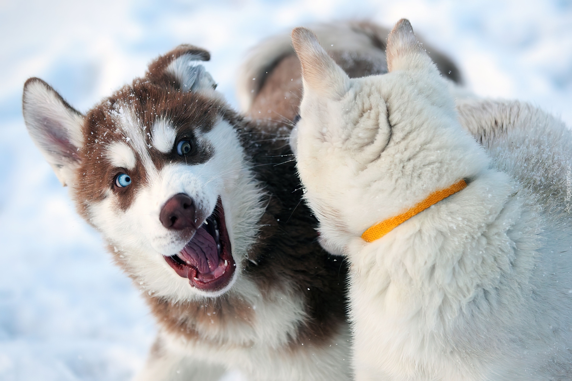 Siberian Husky, Zabawa, Na, Śniegu