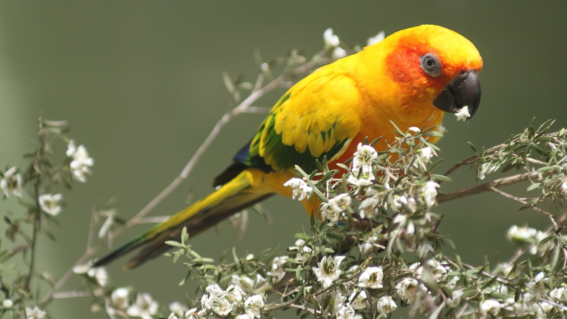Żółta, Papuga, Kwitnący, Krzew