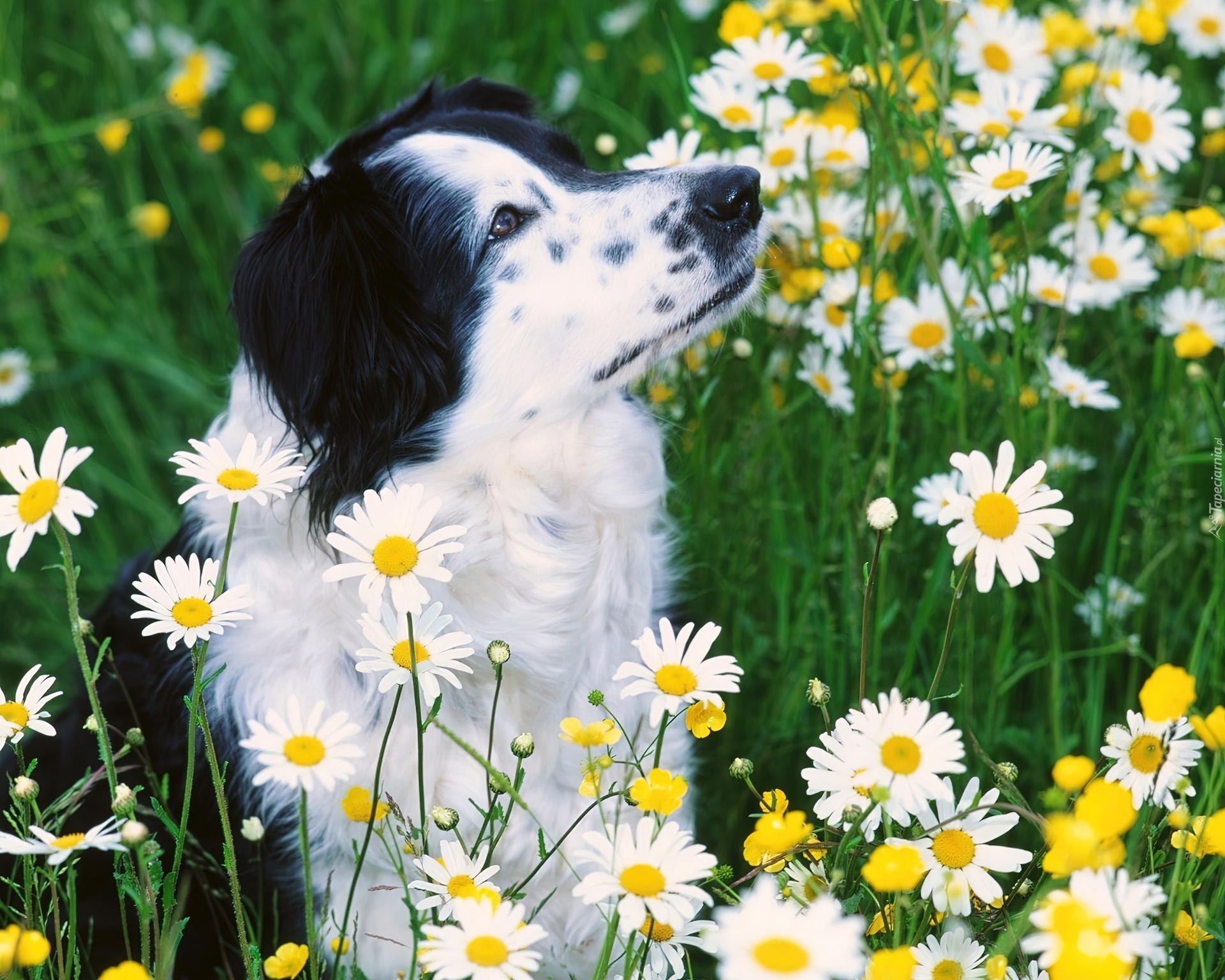 Pies, Łąka, Kwiatki