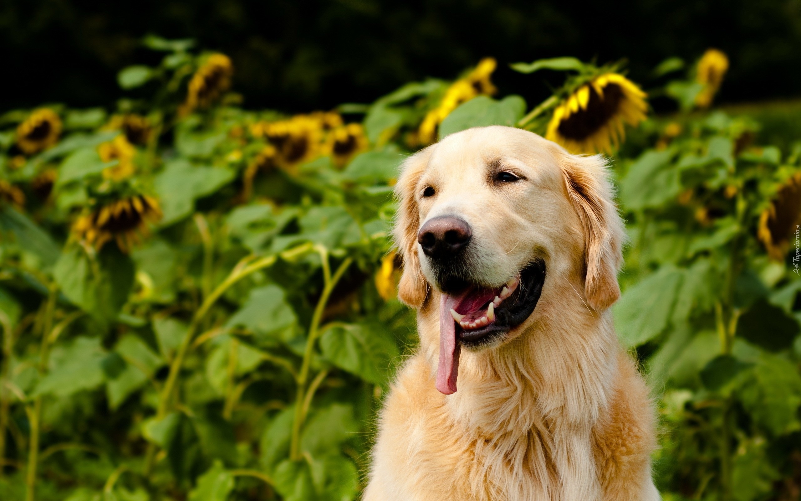 Golden Retriever, Jęzor, Słoneczniki