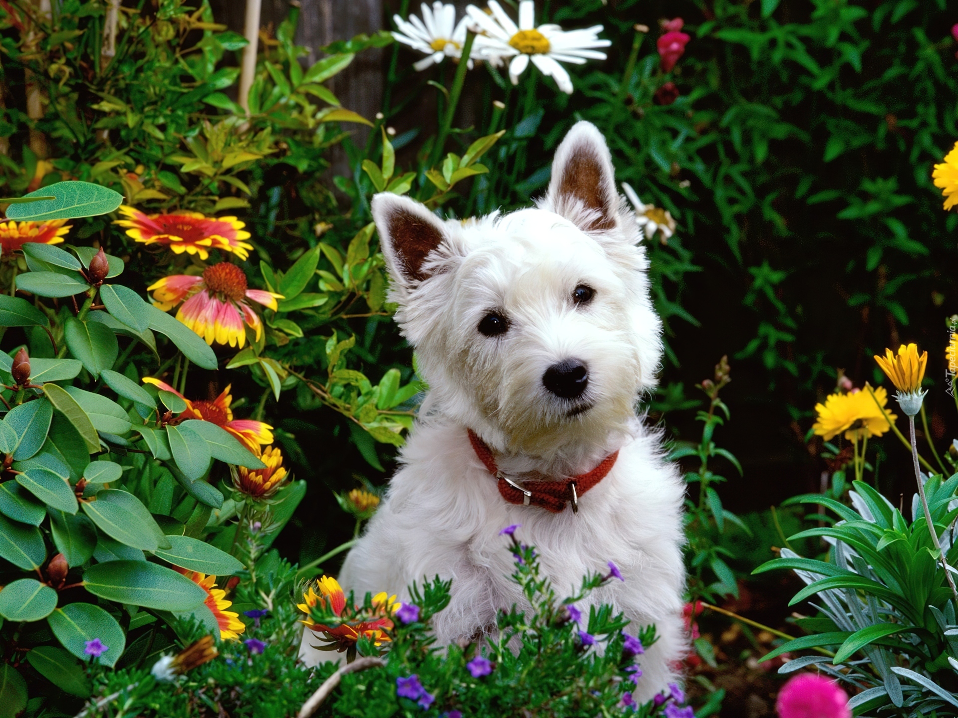 Biały, Pies, West highland white terrier, Kwiatki, Ogród