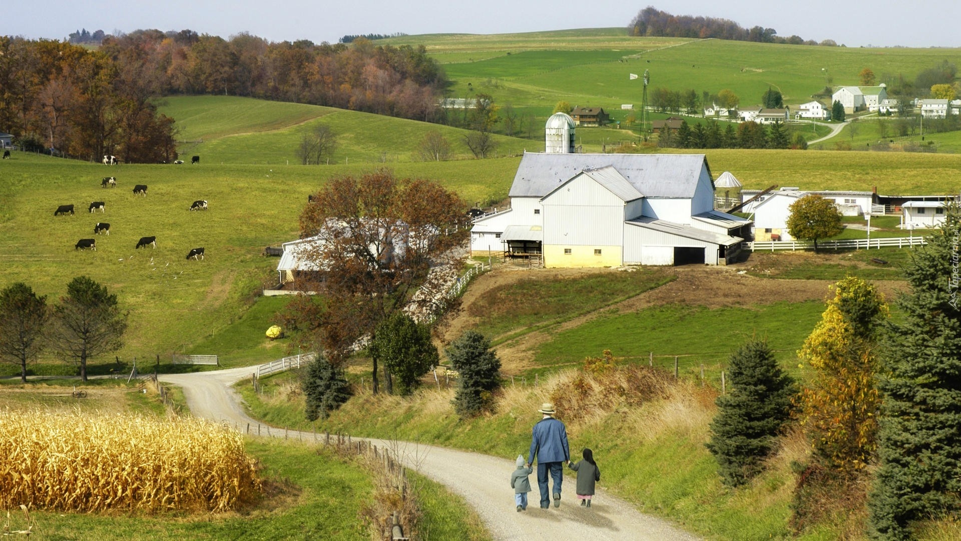 Łąki, Farma, Krowy, Droga