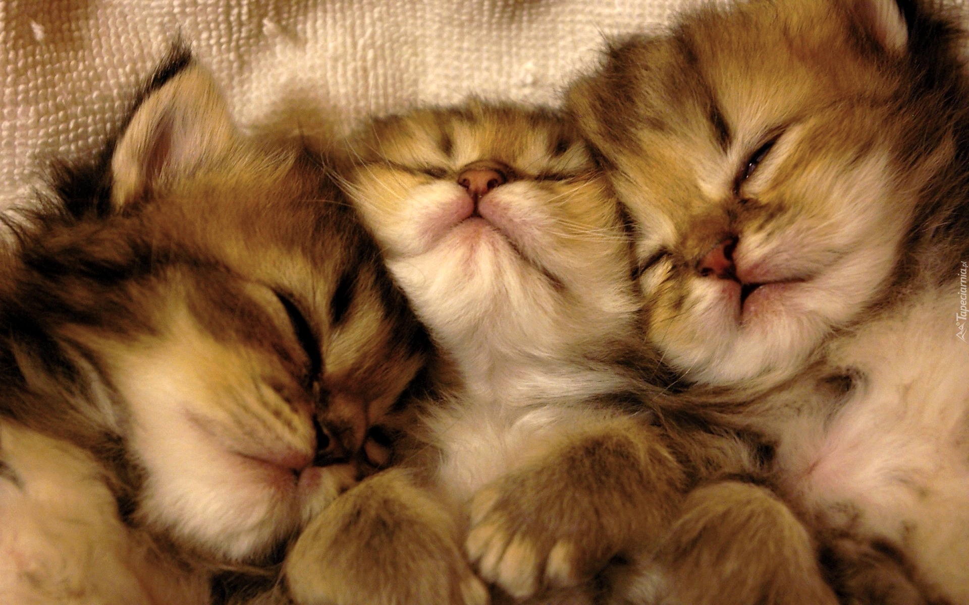 Trzy, Małe, Śpiące, Kotki
