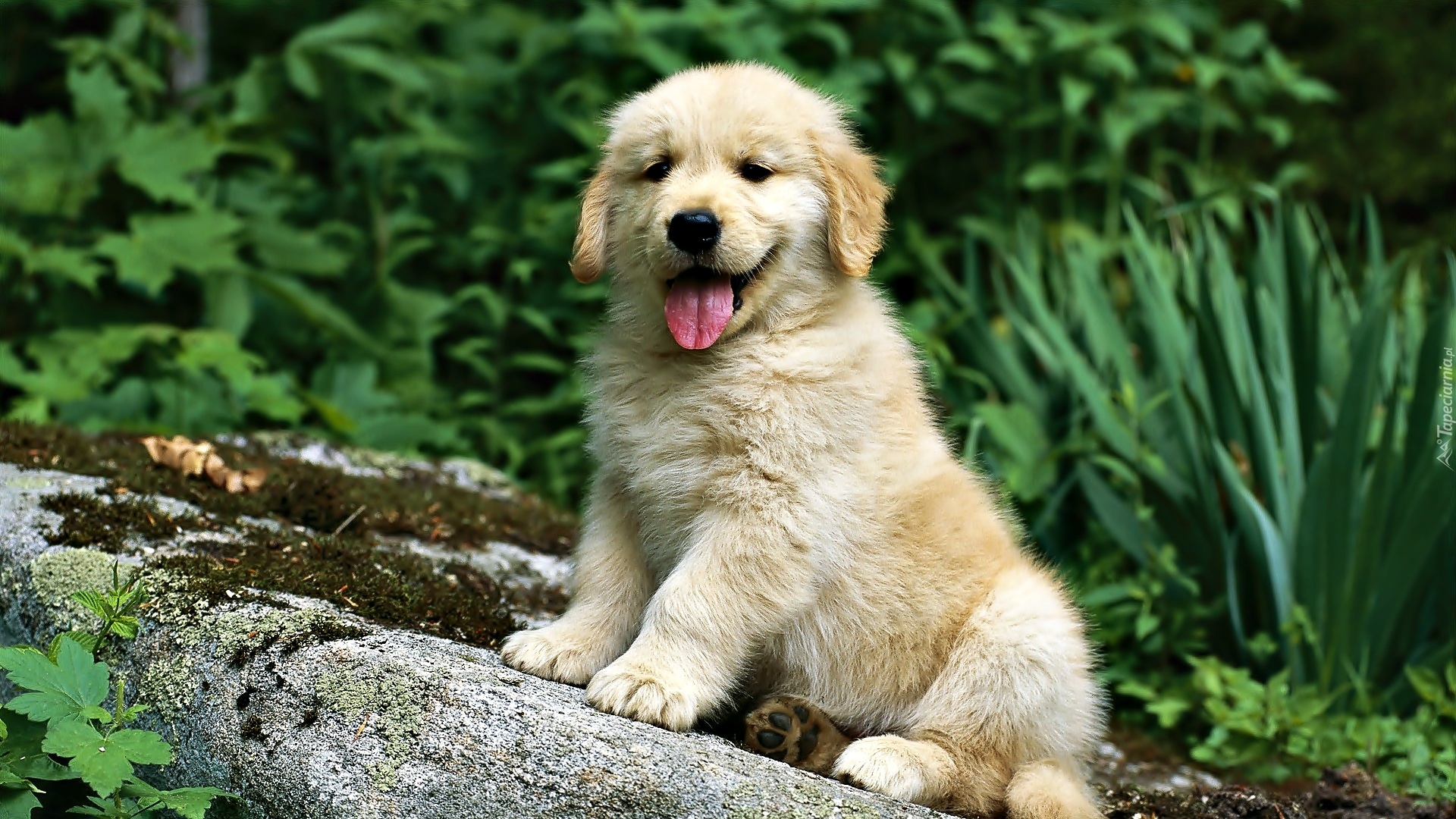 Szczeniak, Golden Retriever, Zieleń