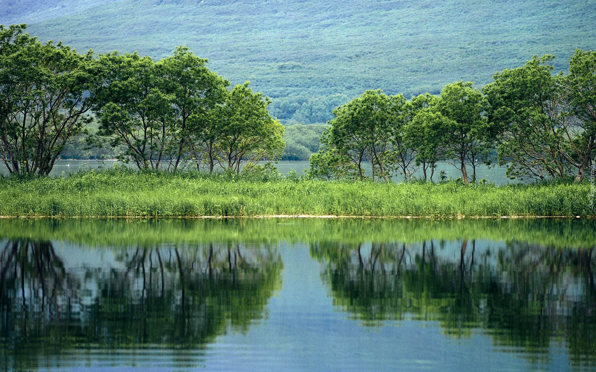 Озеро дерево трава скачать